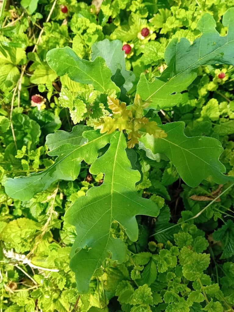 10 x Eik boompjes, Tuin en Terras, Planten | Bomen, Herfst, Overige soorten, Minder dan 100 cm, Ophalen