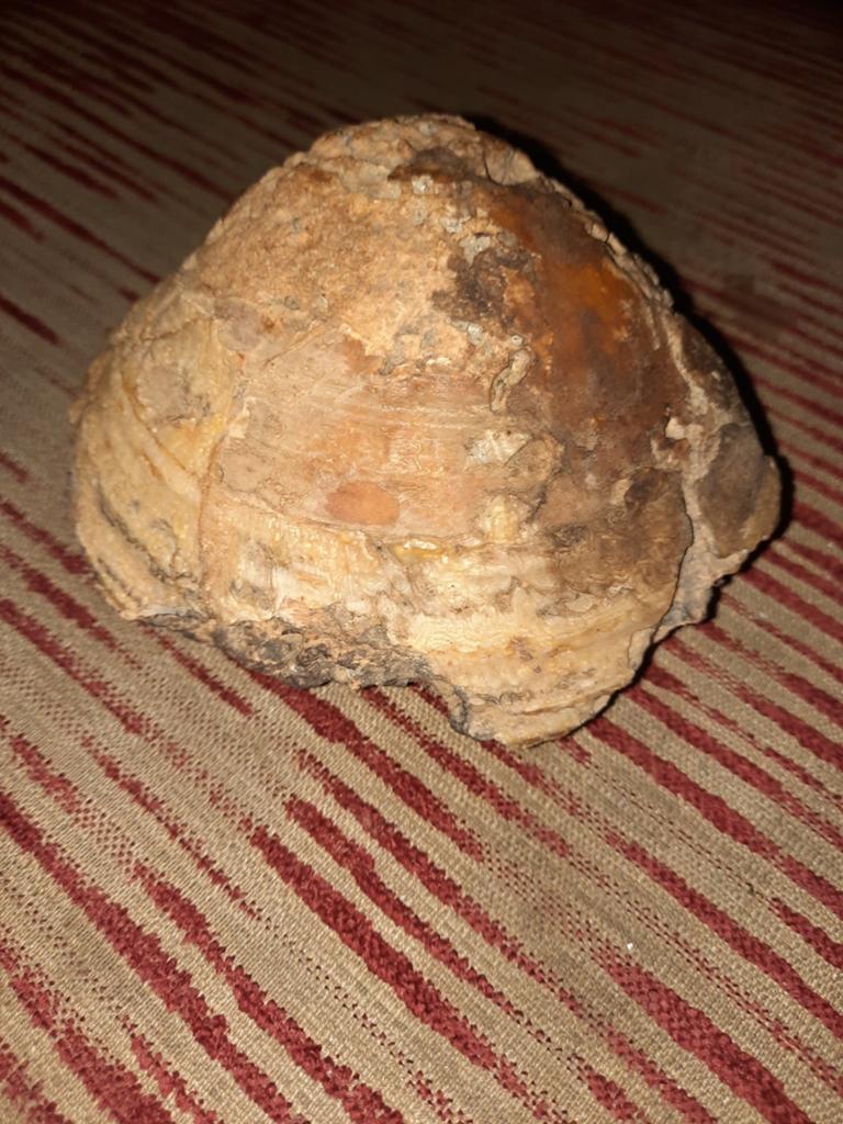 Grote versteende fossiel schelp, Ophalen of Verzenden
