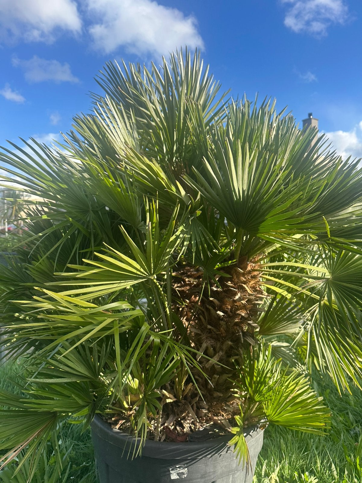 VULCANO palm grote zware palm winterhard -10 1.90 mtr, Ophalen, Gehele jaar, Volle zon