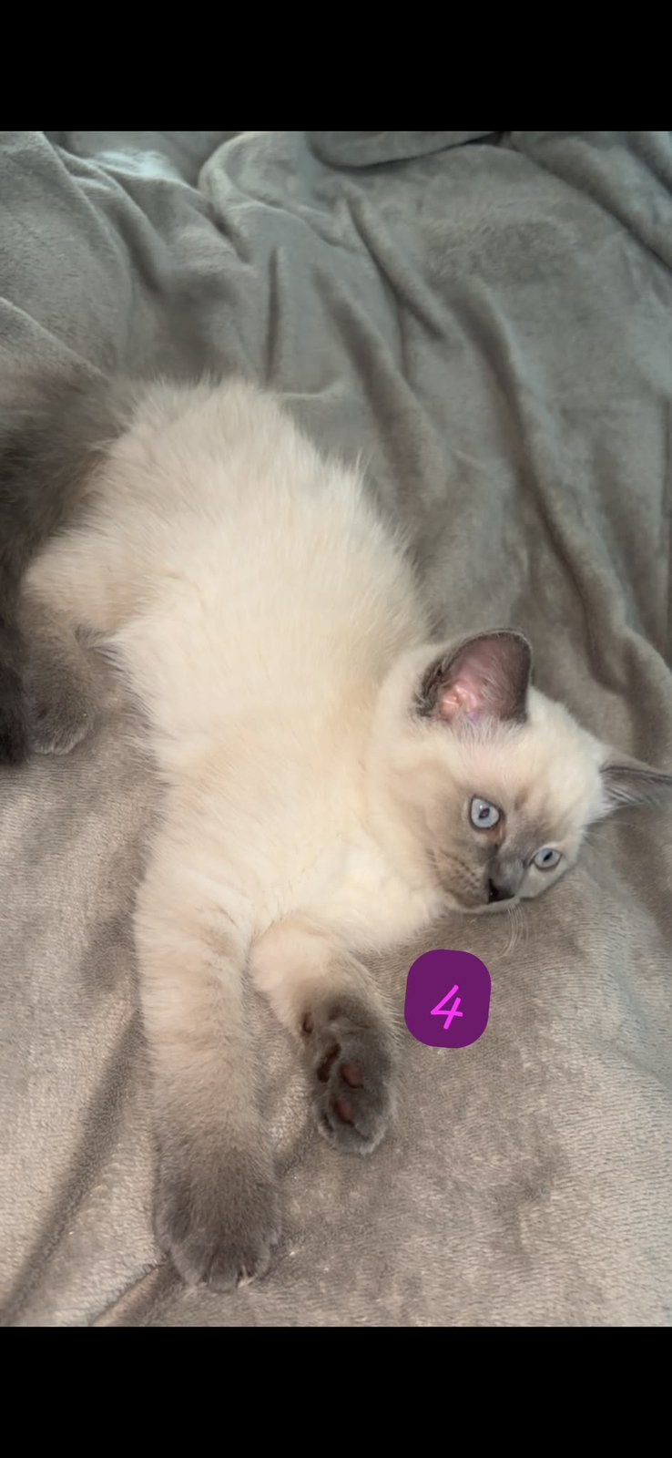 1 Britse korthaar x bluepoint ragdoll kittens, Meerdere dieren, Ontwormd
