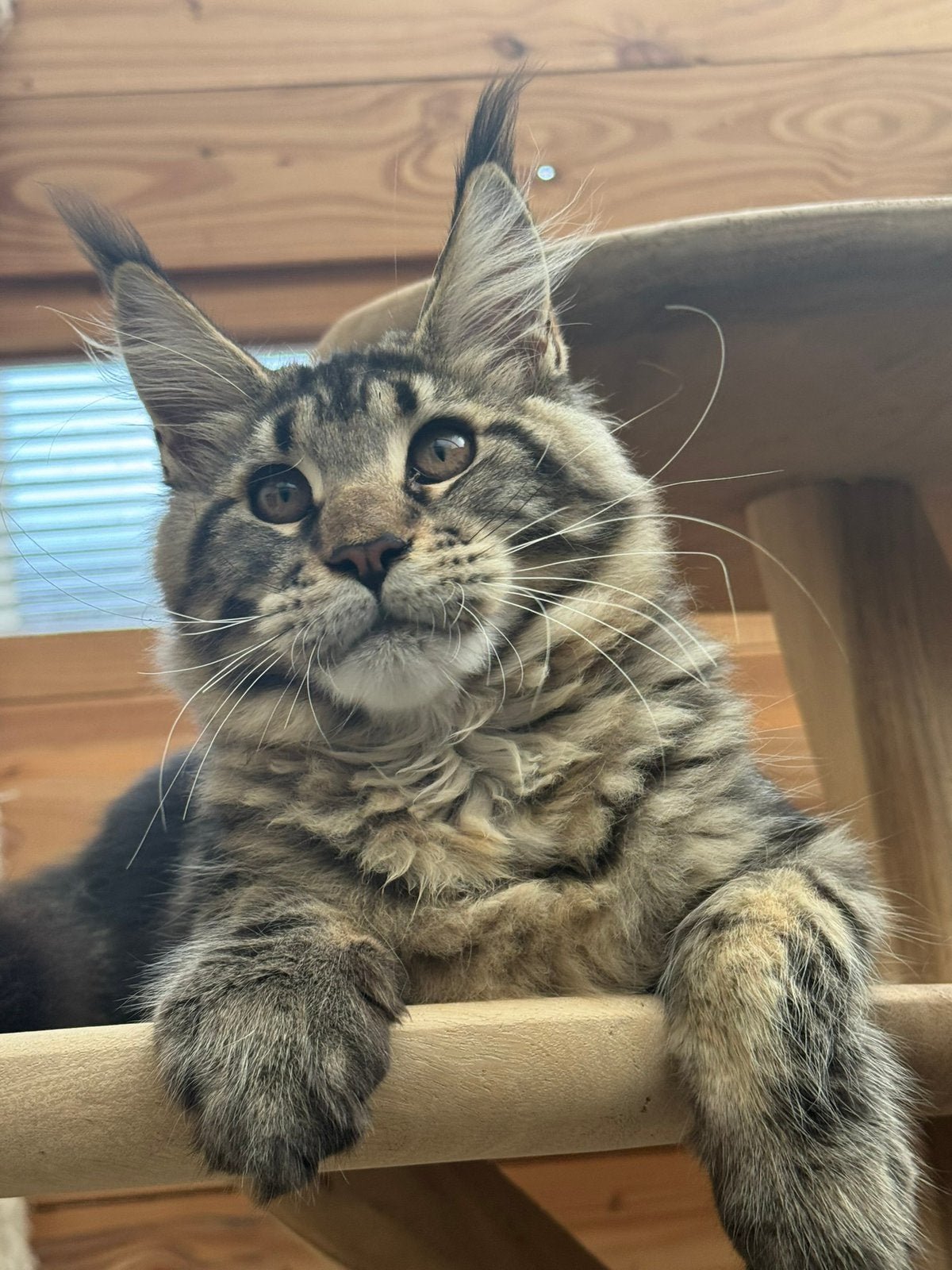 Prachtig maine coon katertje met stamboom beschikbaar, Kater, Met stamboom, 0 tot 2 jaar