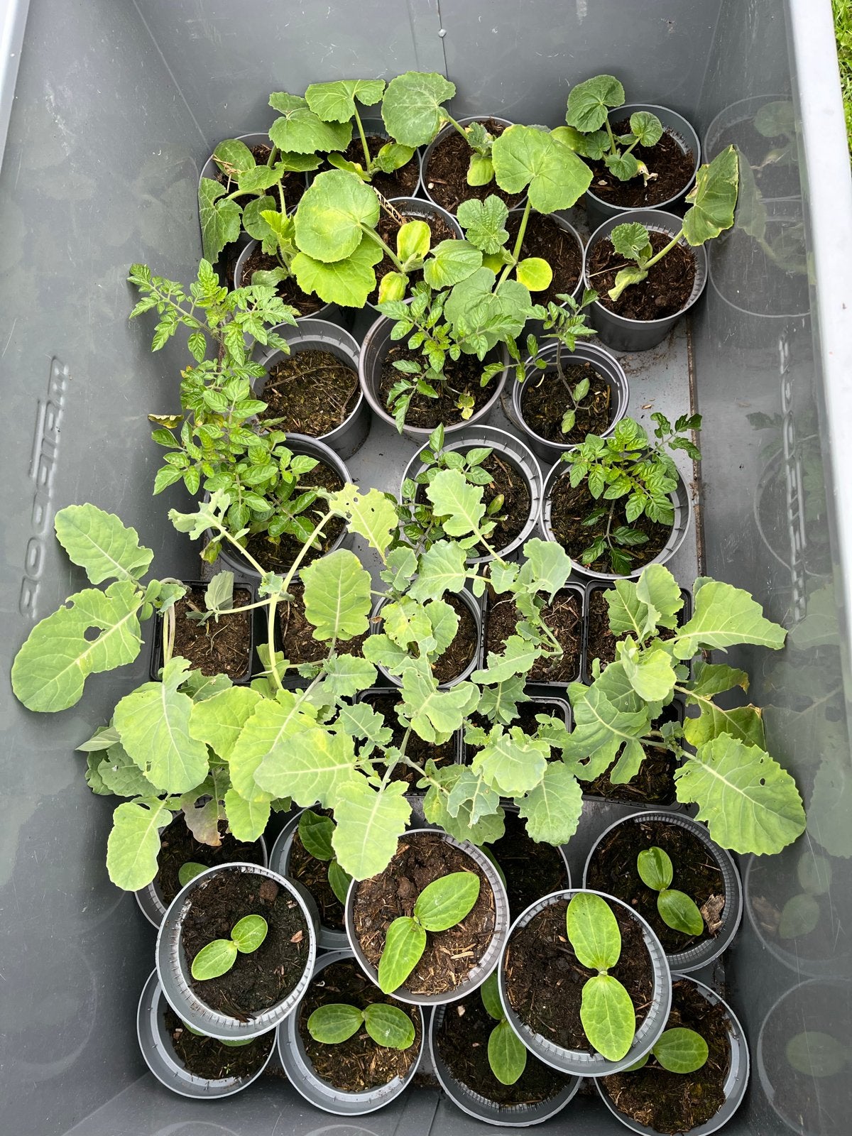 Diverse Jonge Plantjes: Groenten, Kruiden & Meer, Ophalen, Volle zon, Groenteplanten, Eenjarig