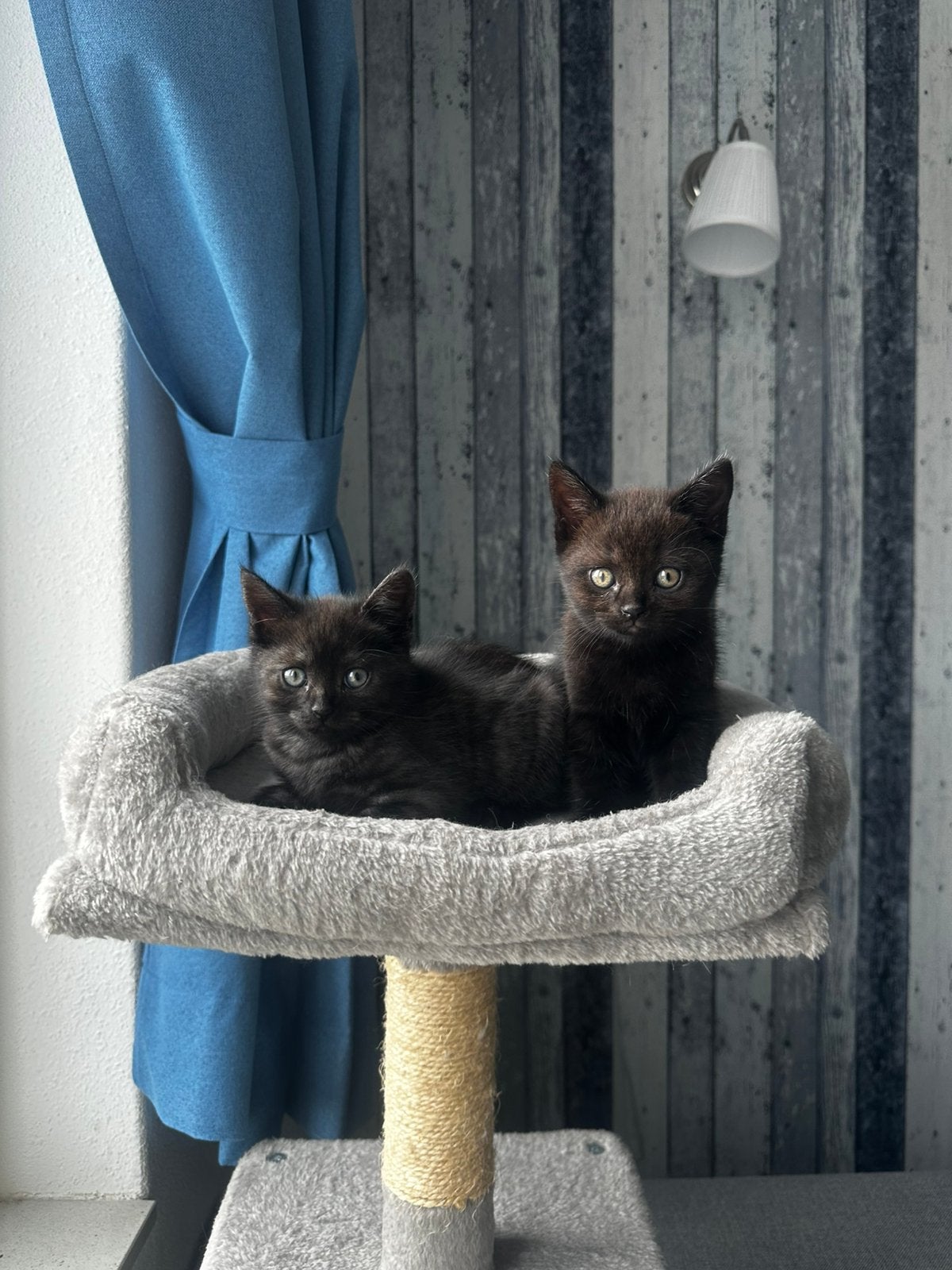 2 super lieve korthaar kittens (mogen direct mee), Dieren en Toebehoren, Katten en Kittens | Raskatten | Korthaar