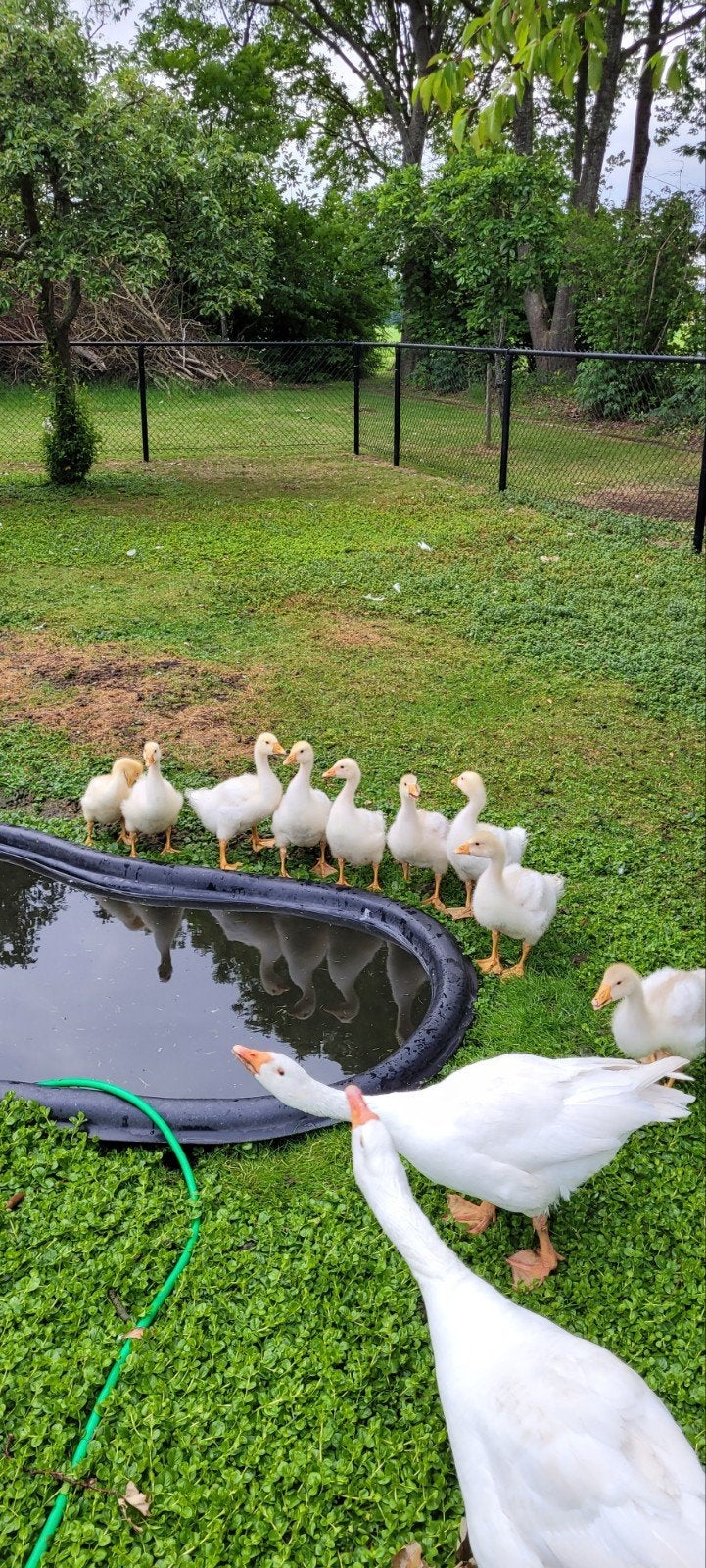 Jonge witte boerenganzen, Dieren en Toebehoren, Pluimvee, Meerdere dieren, Eend