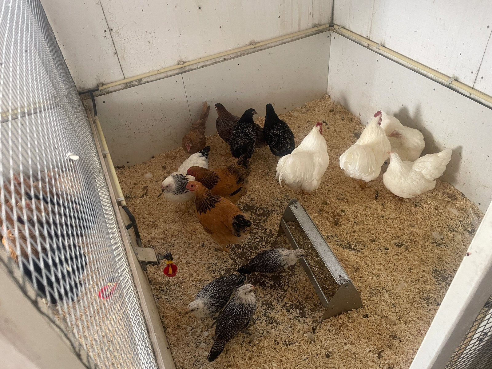 Wyandotte, Cochin, Barnevelders en legkippen, Dieren en Toebehoren, Vrouwelijk, Kip