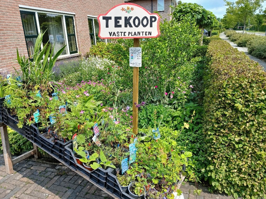 planten, Tuin en Terras, Planten | Tuinplanten, Vaste plant, Halfschaduw, Zomer, Ophalen