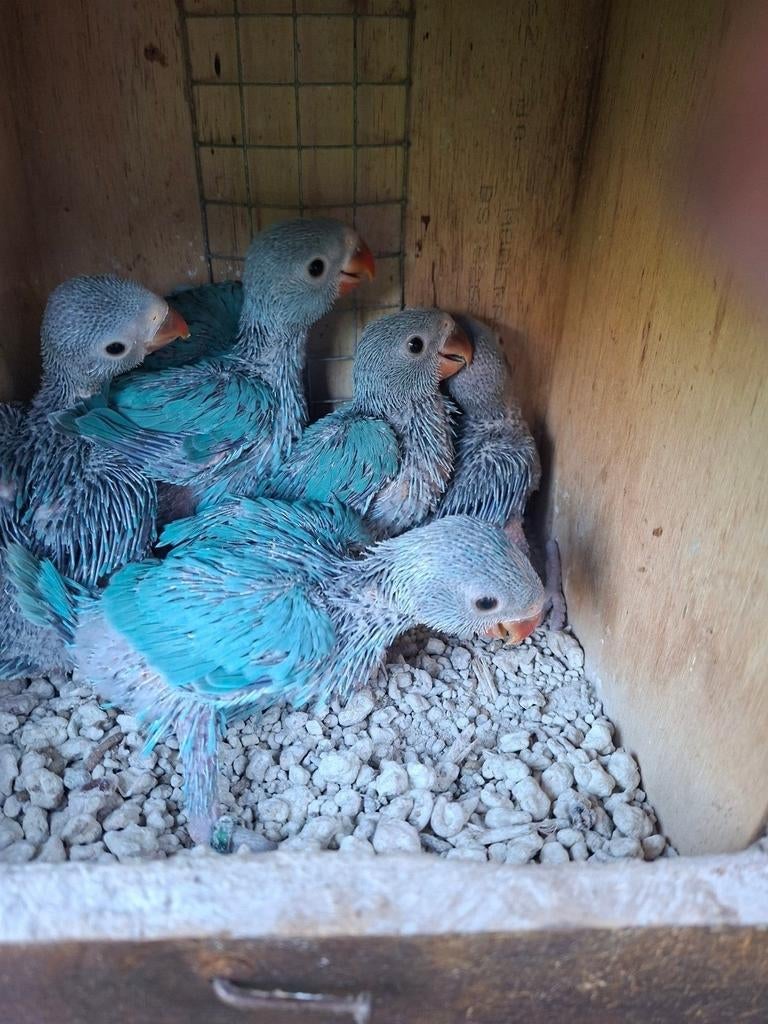 Baby's halsbandparkieten div kleuren, Meerdere dieren, Parkiet, Geringd