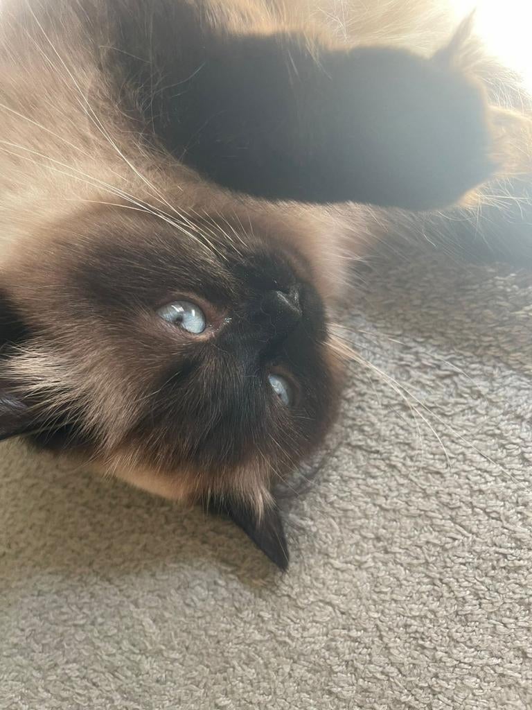 Siberische poes, Dieren en Toebehoren, Katten en Kittens | Raskatten | Langhaar, Poes