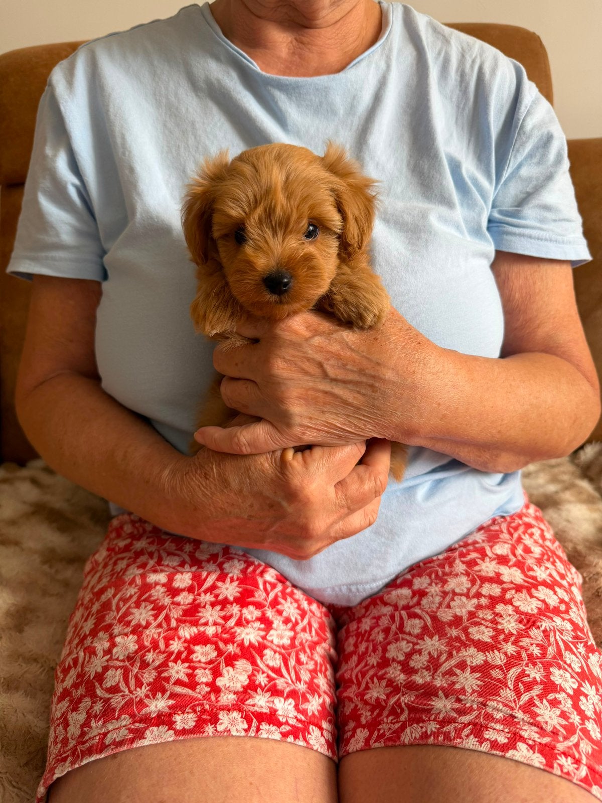 Porkie X Toy poedel, Dieren en Toebehoren, Honden | Chihuahua's en Gezelschapshonden, Poedel, Parvo, Reu, 8 tot 15 weken