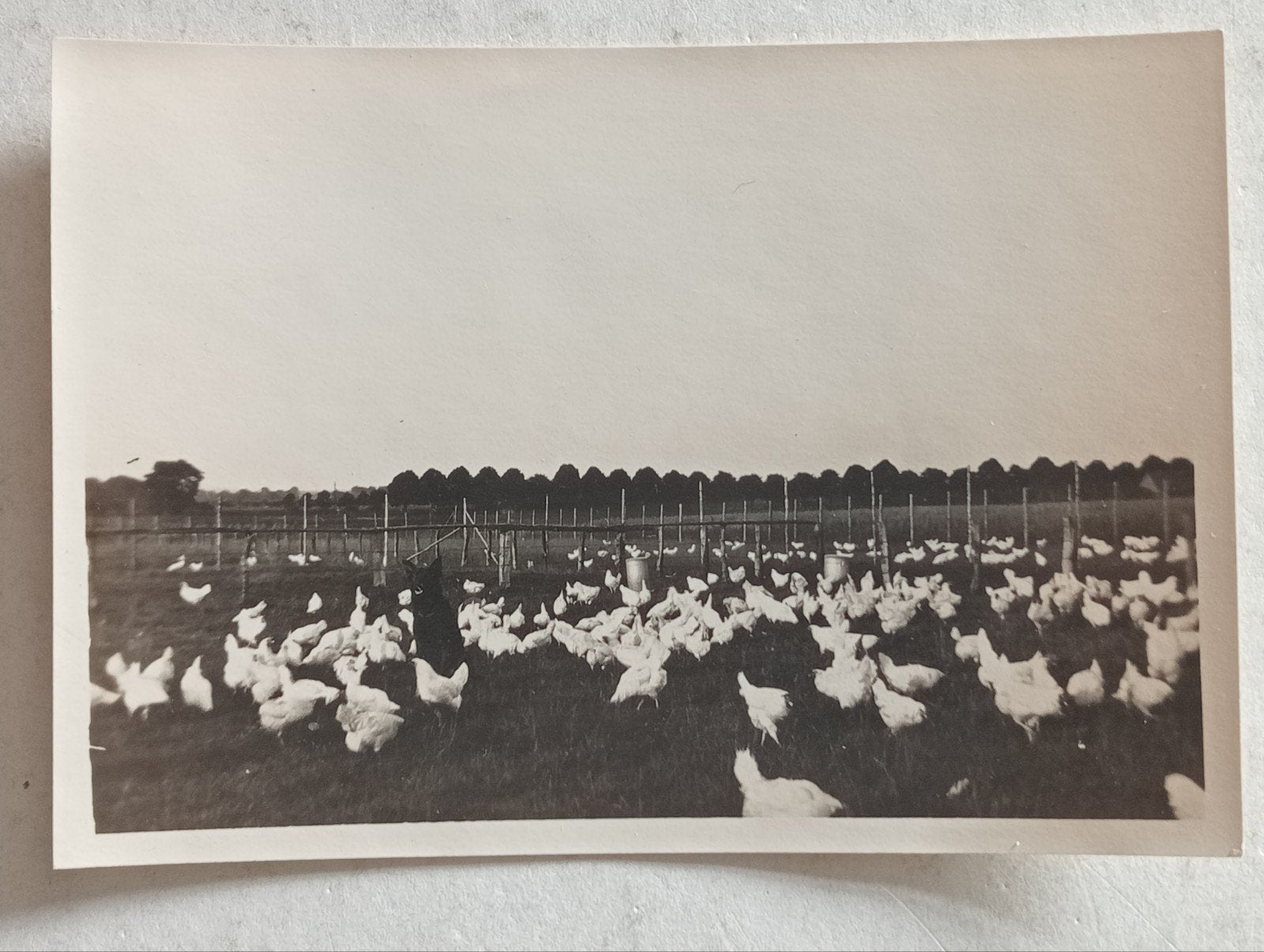 Kippen boerderij jaren 40-50, Ophalen of Verzenden, 1940 tot 1960, Gebruikt