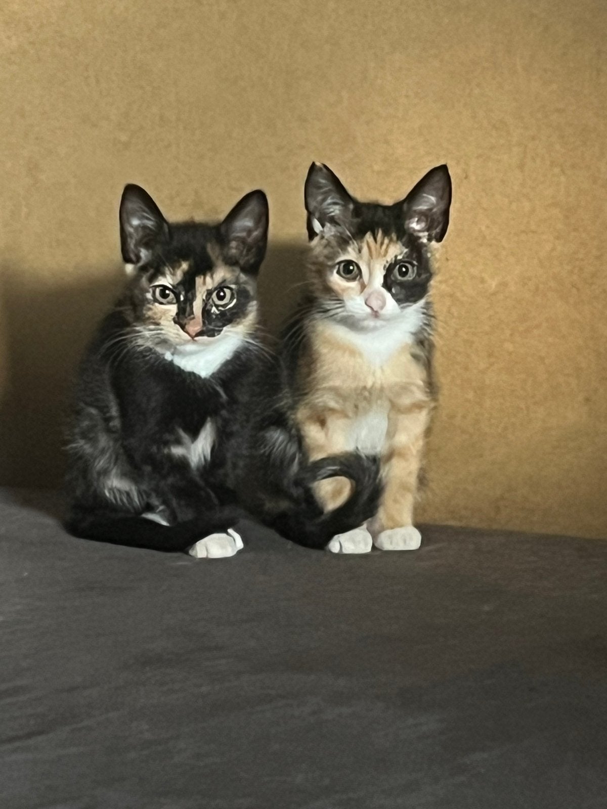Kittens, Dieren en Toebehoren, Meerdere dieren