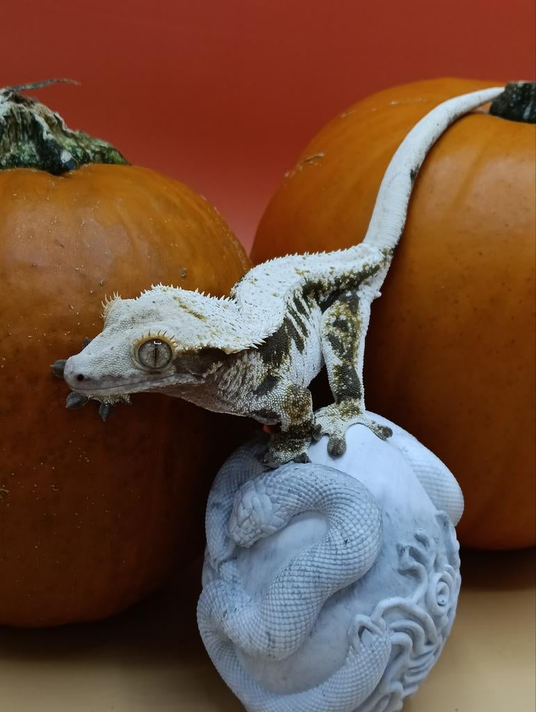 0.1 RTB lilly white wimpergekko, Dieren en Toebehoren, Reptielen en Amfibieën, Hagedis, Tam, 3 tot 6 jaar