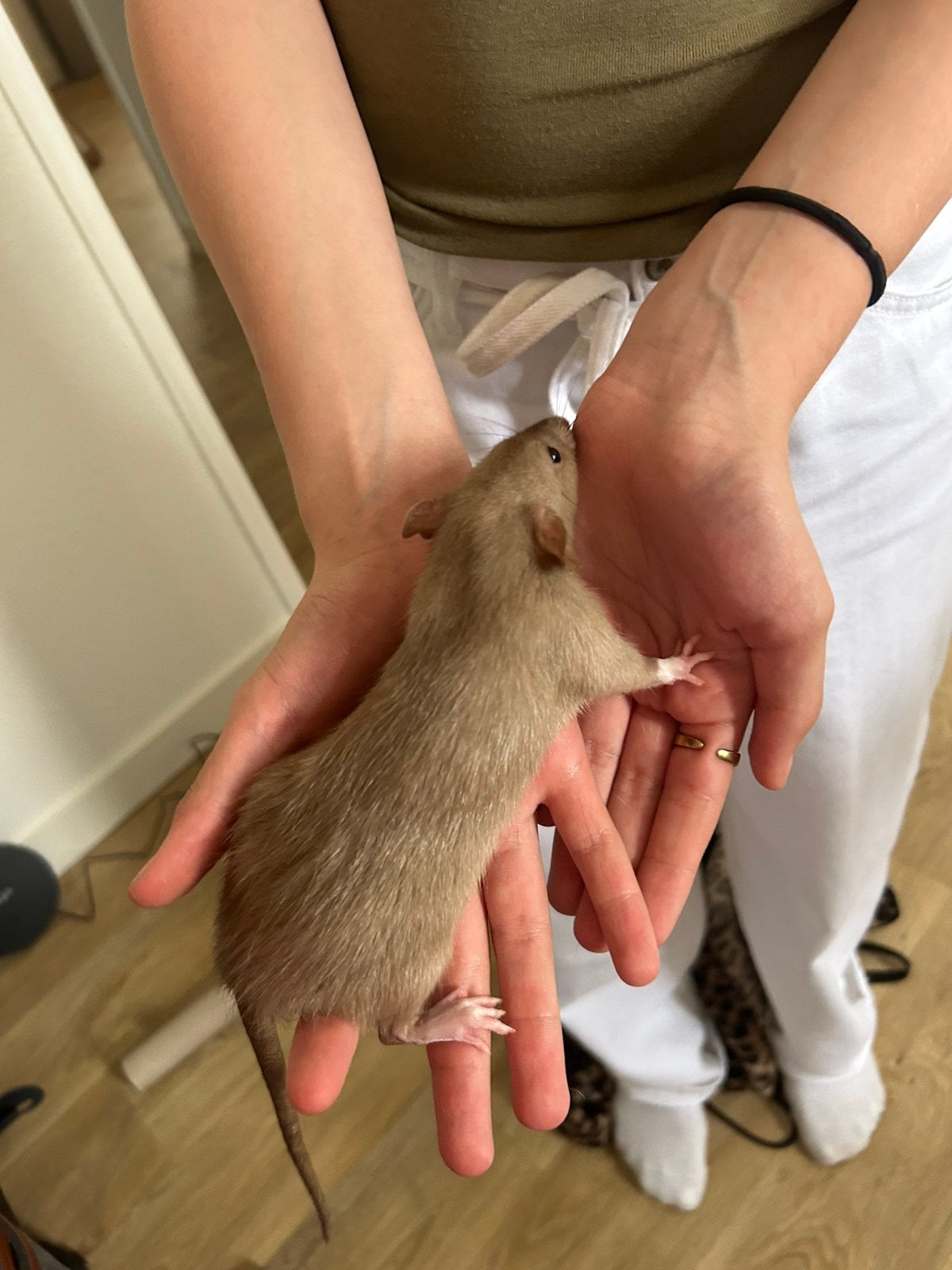 Tamme dumbo ratjes, Dieren en Toebehoren, Knaagdieren, Rat, Maart, Vrouwelijk, Tam
