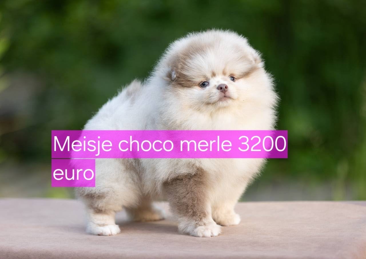 Prachtige Mini Pomeriaan Bear Face Puppy’s Beschikbaar, Dieren en Toebehoren, Honden | Chihuahua's en Gezelschapshonden, Particulier