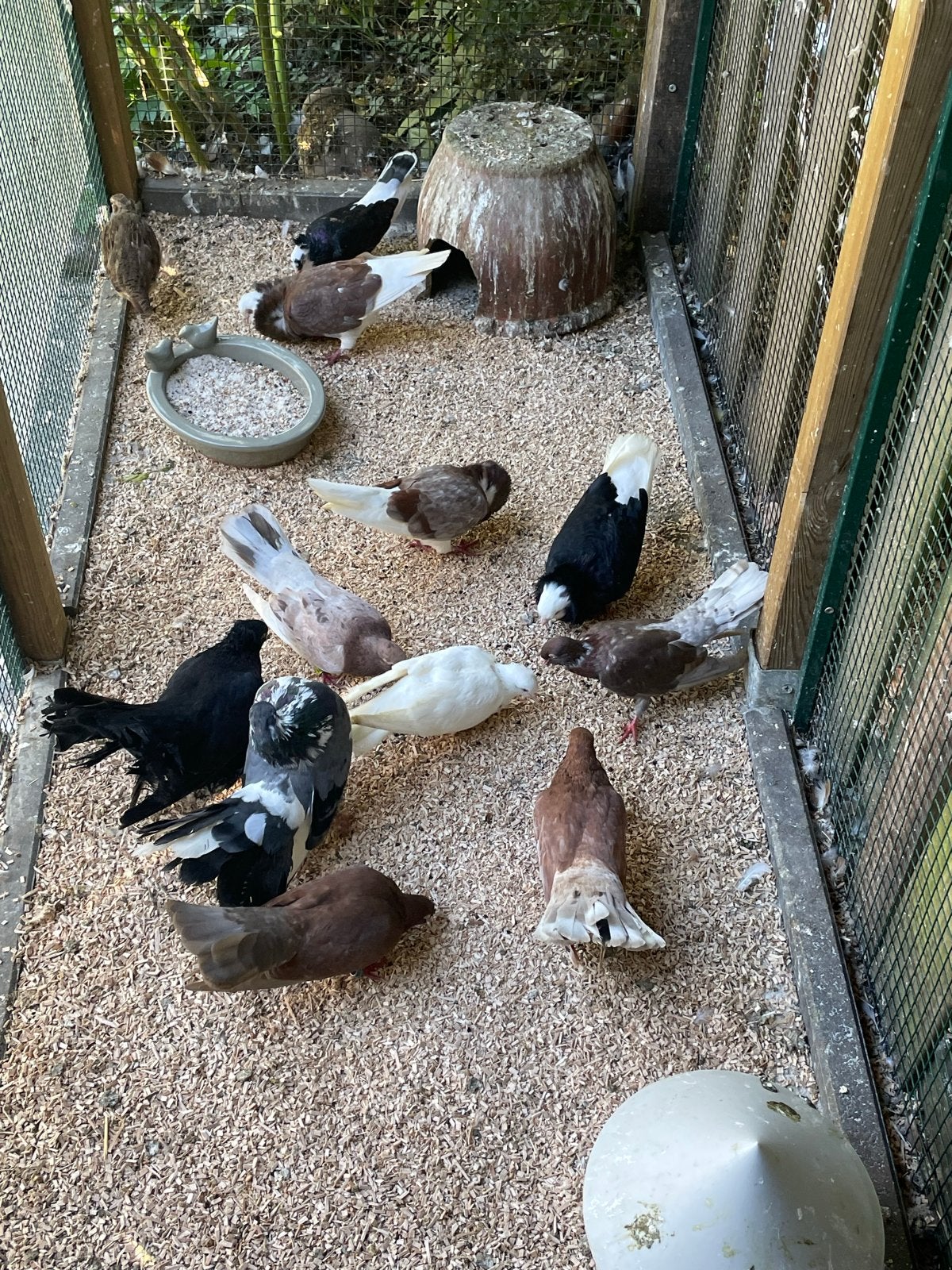 Pauwstaart duif kapucijners oosterse rollers. Duiven, Dieren en Toebehoren