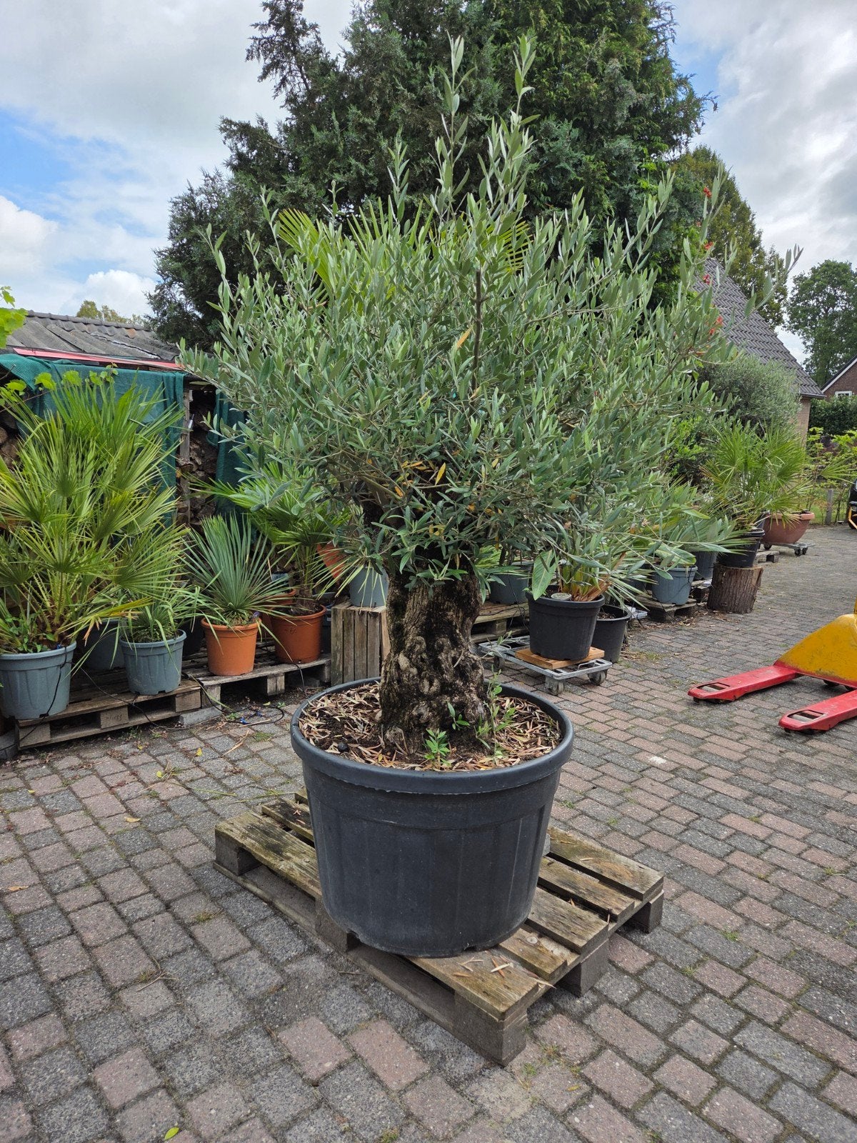 Zeer oude winterharde Bonsai Olijfboom - 180 cm hoog, Ophalen, Volle zon, Olijfboom, 100 tot 250 cm
