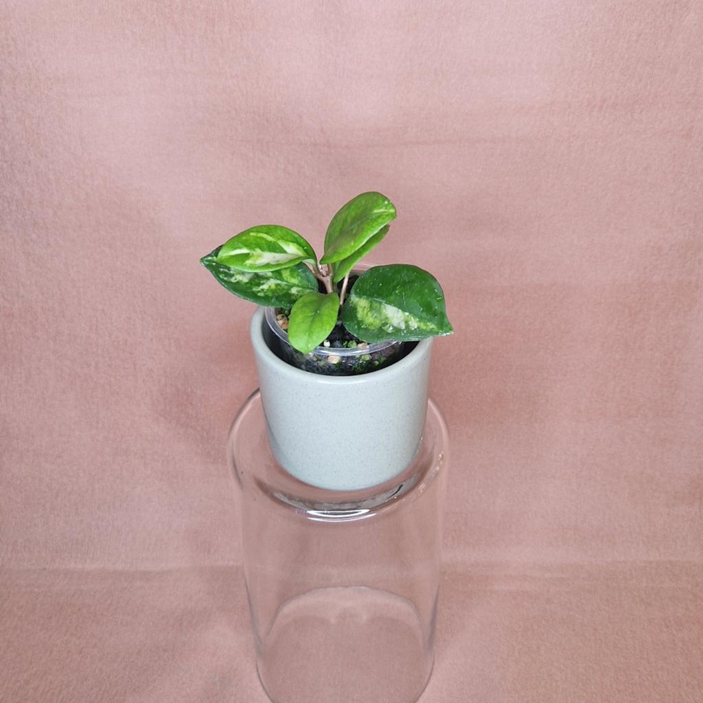 Hoya Carnosa Madara Green Edge, Huis en Inrichting, Overige soorten, Minder dan 100 cm, Bloeiende kamerplant, Halfschaduw