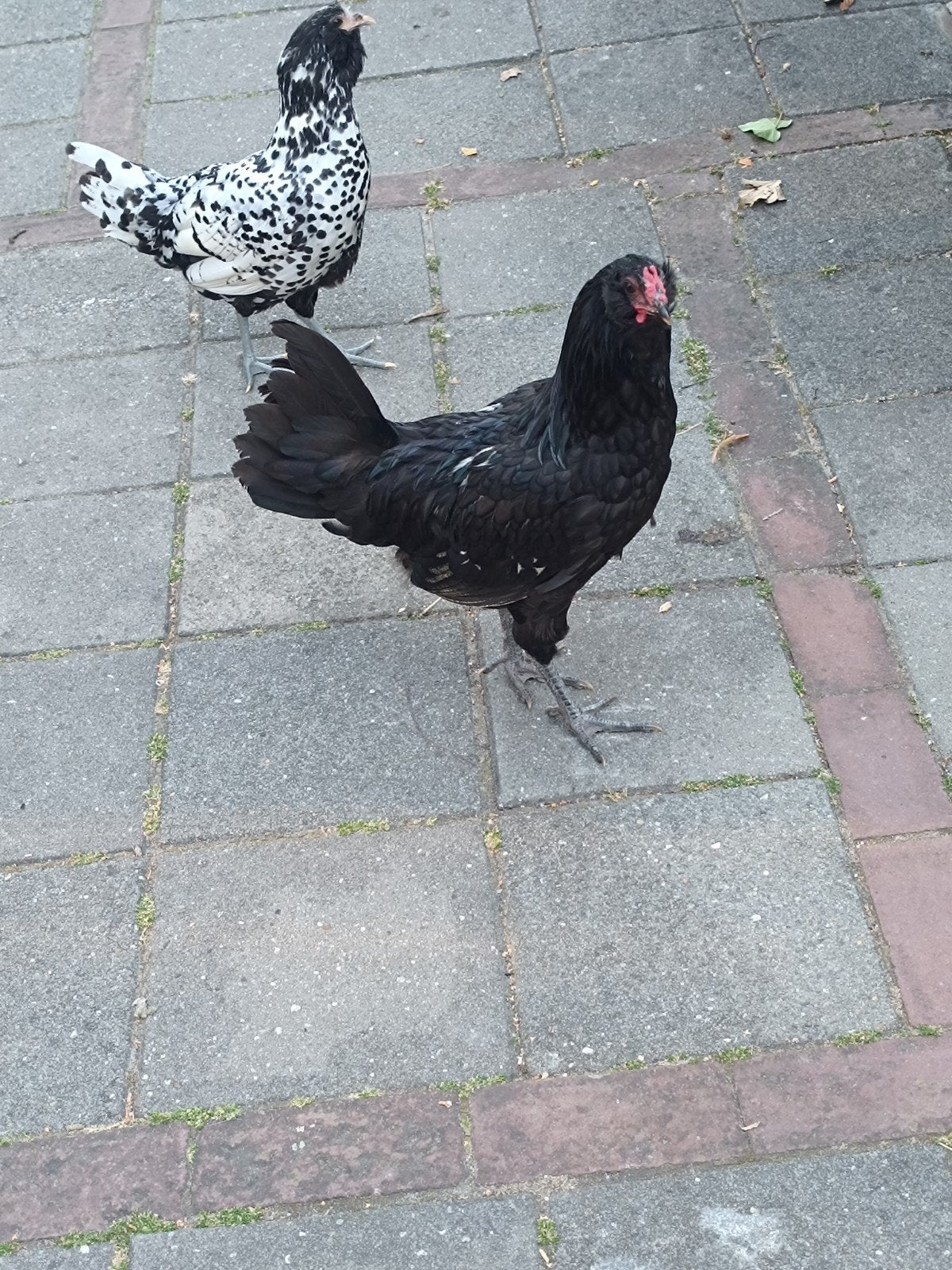 uilebaard Haan zwart, Dieren en Toebehoren, Mannelijk, Kip