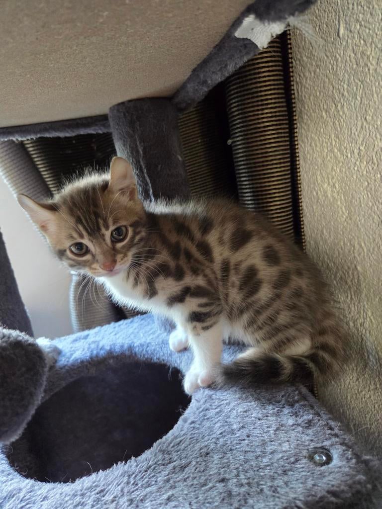 Bengaal kitten, Dieren en Toebehoren, Katten en Kittens | Raskatten | Korthaar, Kater, 0 tot 2 jaar