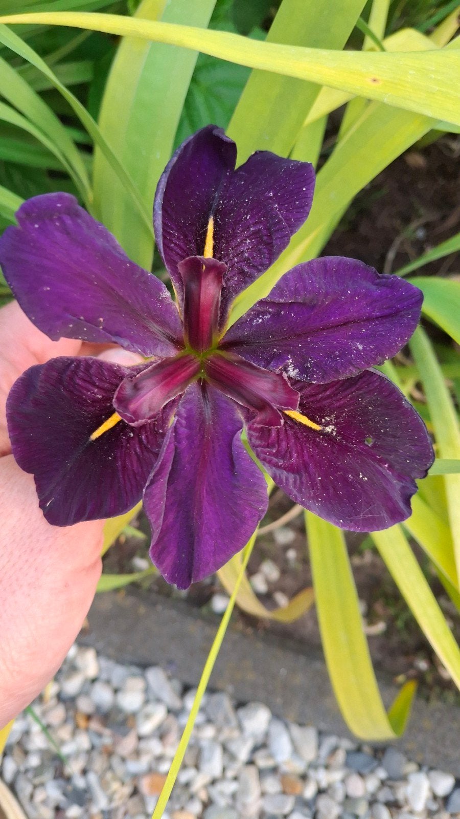 Irissen, Tuin en Terras, Planten | Tuinplanten, Ophalen, Overige soorten, Volle zon