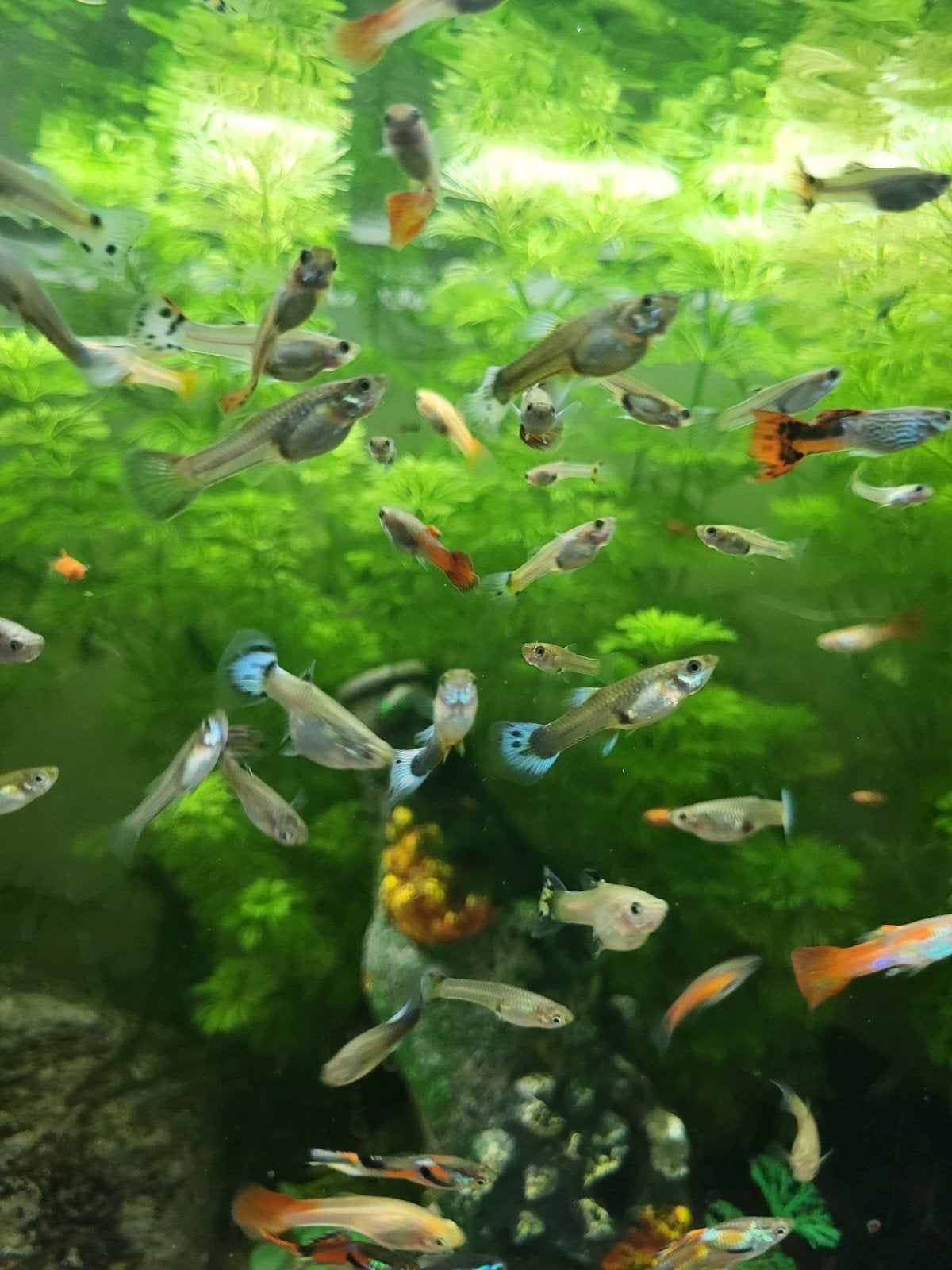 jonge guppen, blauwe garnalen,  ballon mollys en Mickey mous, Kreeft, Krab of Garnaal