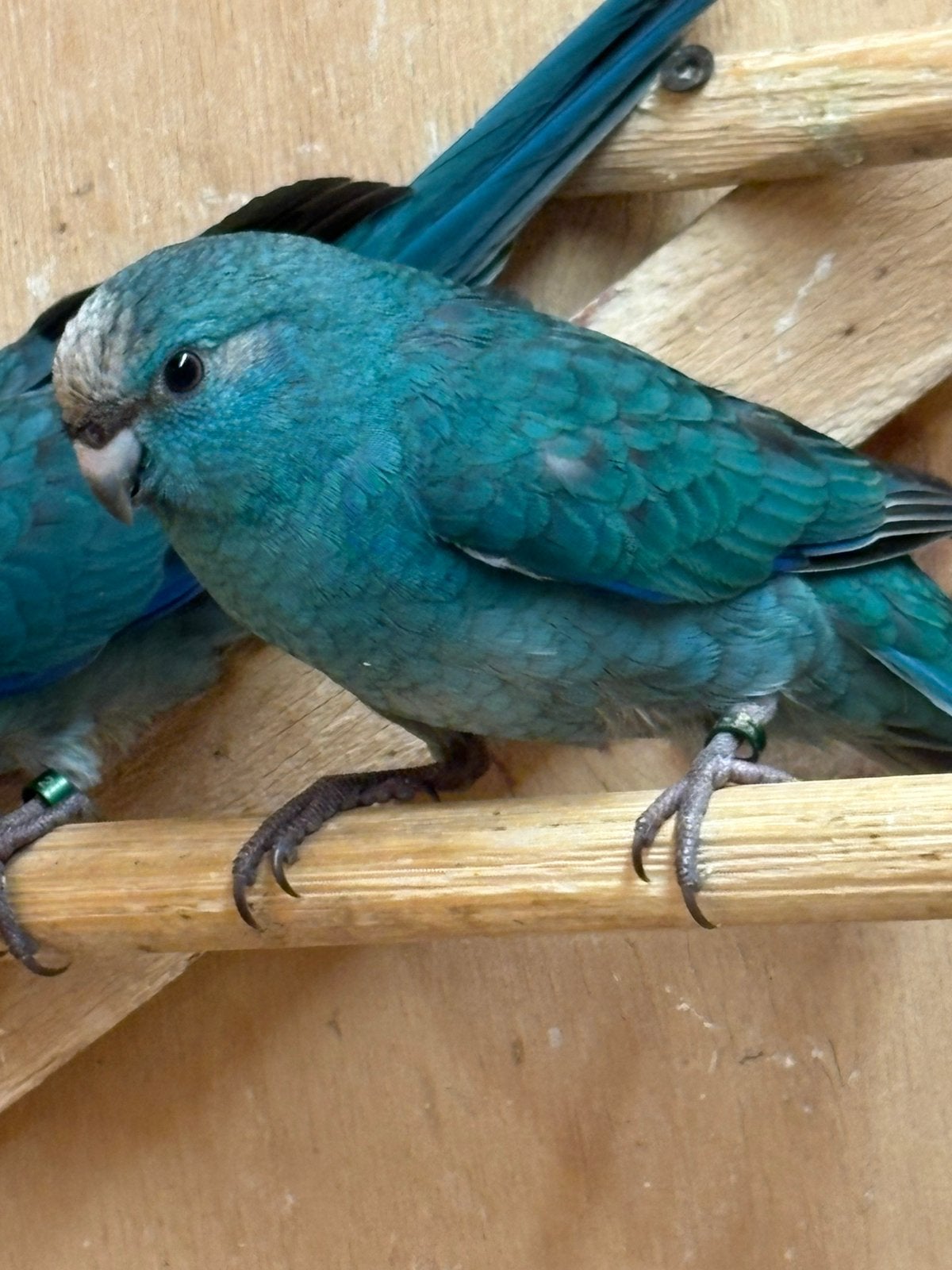 Kakariki vanaf 7 weken en oudere prijs in overleg, Meerdere dieren, Parkiet, Geringd