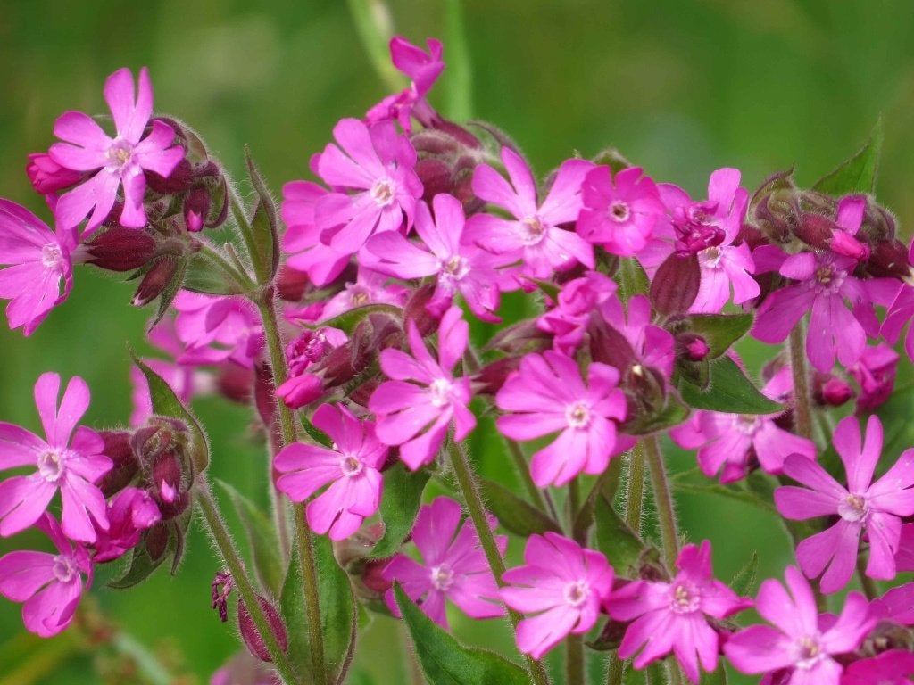 Vaste plant : Roze koekoeksbloem 2 euro, Volle zon, Vaste plant, Zomer, Ophalen