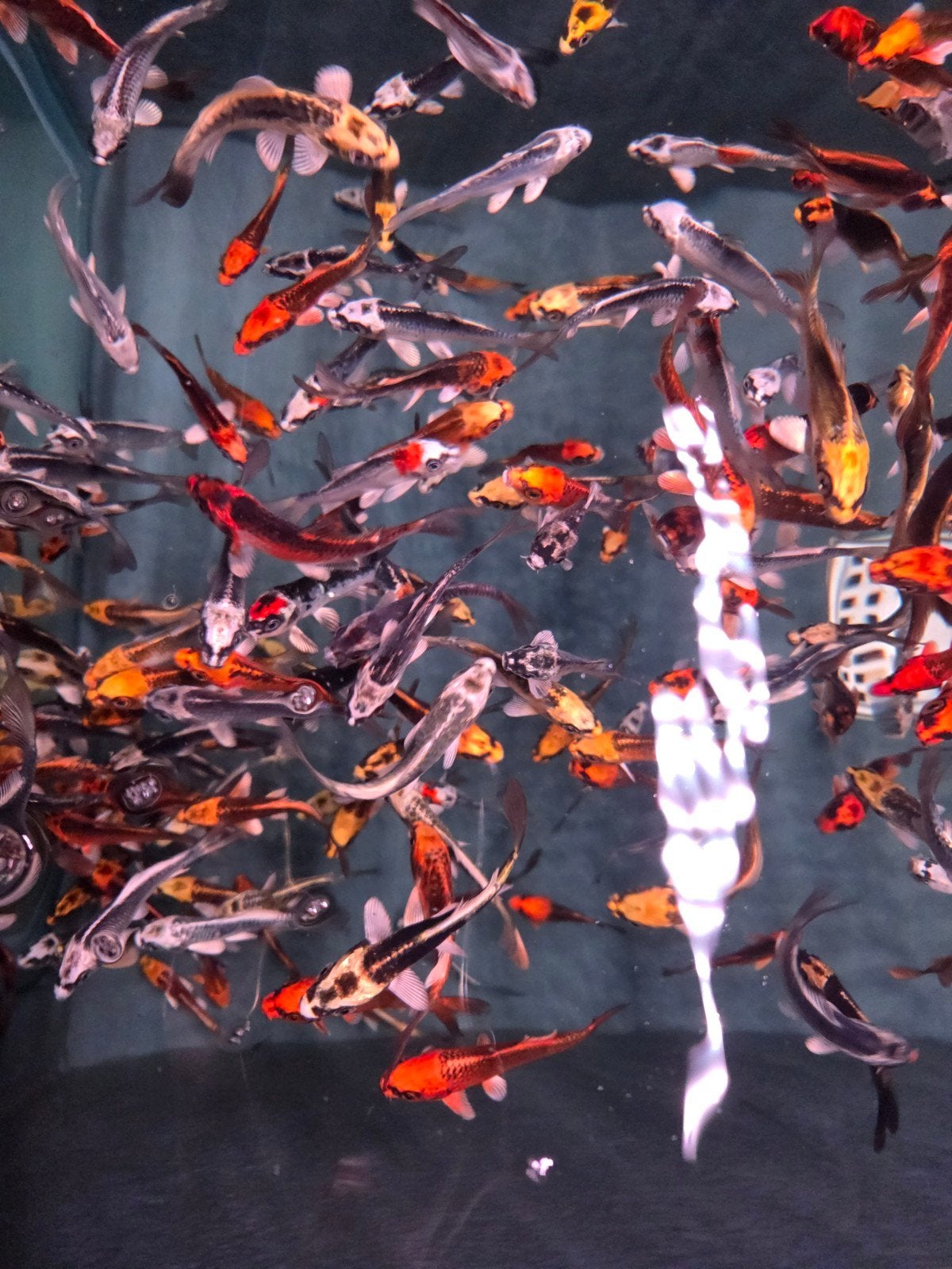 Import koi Kikokuryu - Metallic koi - Ghost koi - Koidreams, Karper of Koi