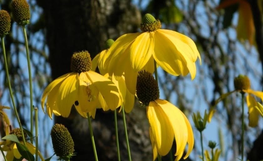 Rudbeckia 'Herbstsonne' - Zonnehoed, Volle zon, Vaste plant, Herfst, Ophalen