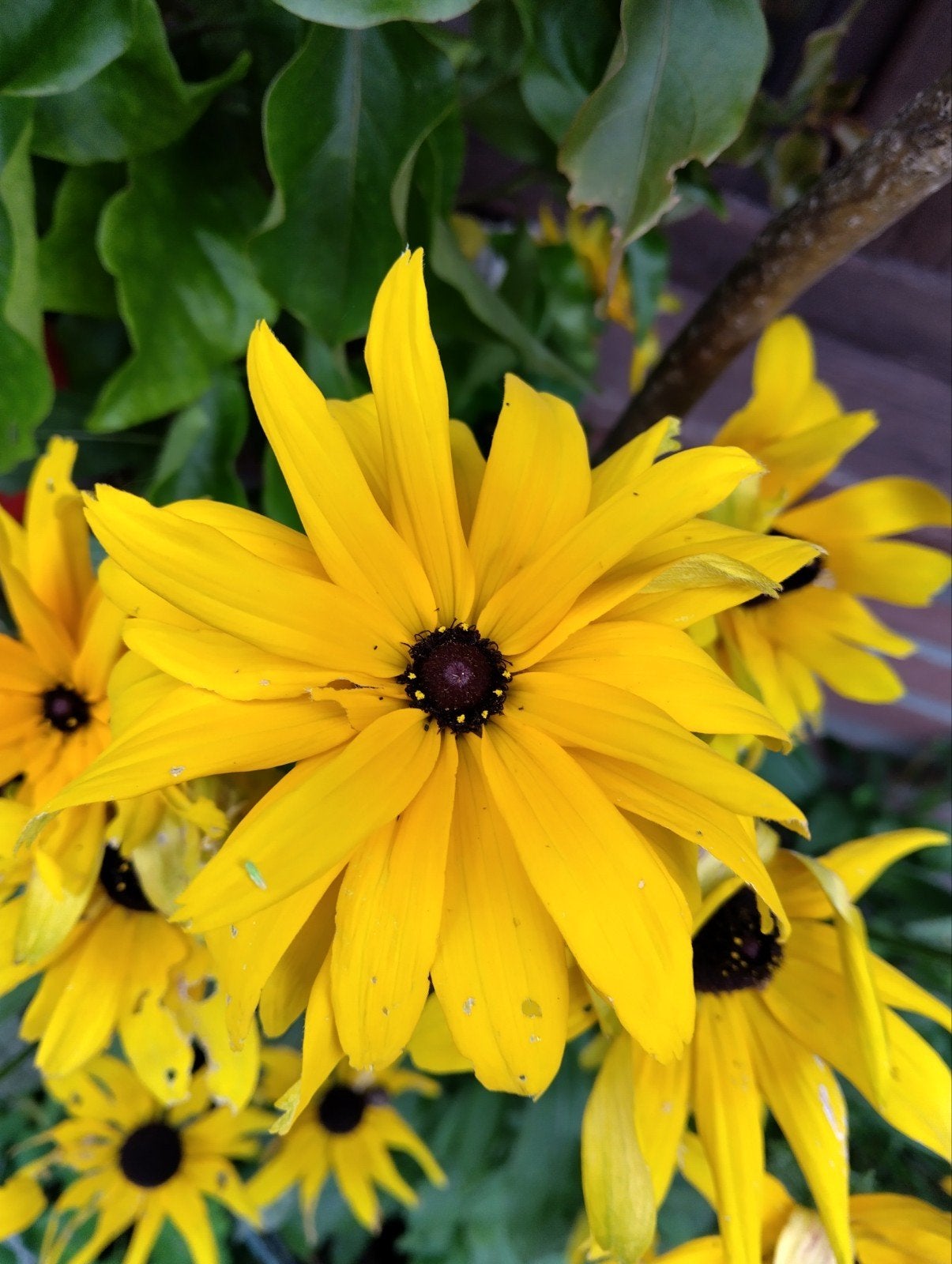 Bio zaden van de gele zonnehoed, Tuin en Terras, Ophalen of Verzenden, Voorjaar, Volle zon, Zaad