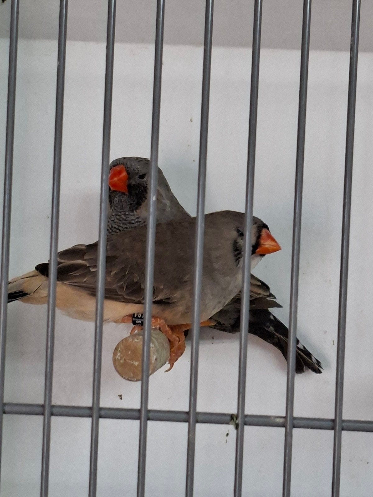 Charcoal x split charcoal zwartborst, Dieren en Toebehoren, Vogels | Overige Vogels, Meerdere dieren