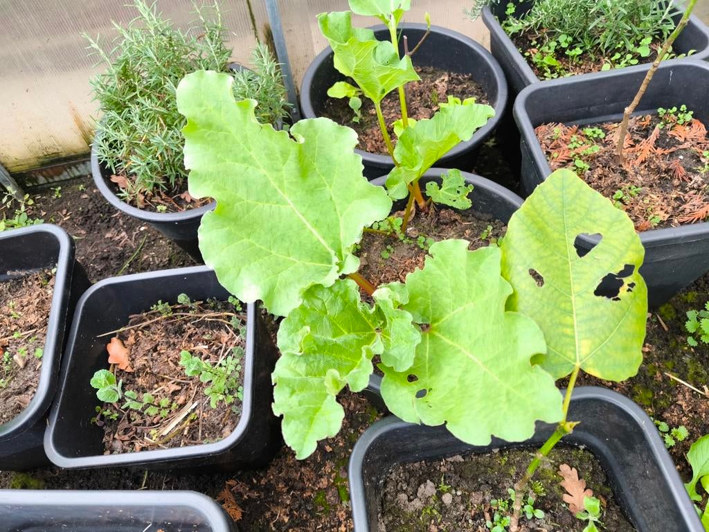 Biologische moestuinplanten:, Ophalen, Vaste plant, Fruitplanten, Volle zon
