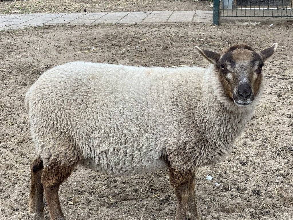 shetland ooi en twee shetland rammetjes, Dieren en Toebehoren, Meerdere dieren, Schaap, 0 tot 2 jaar