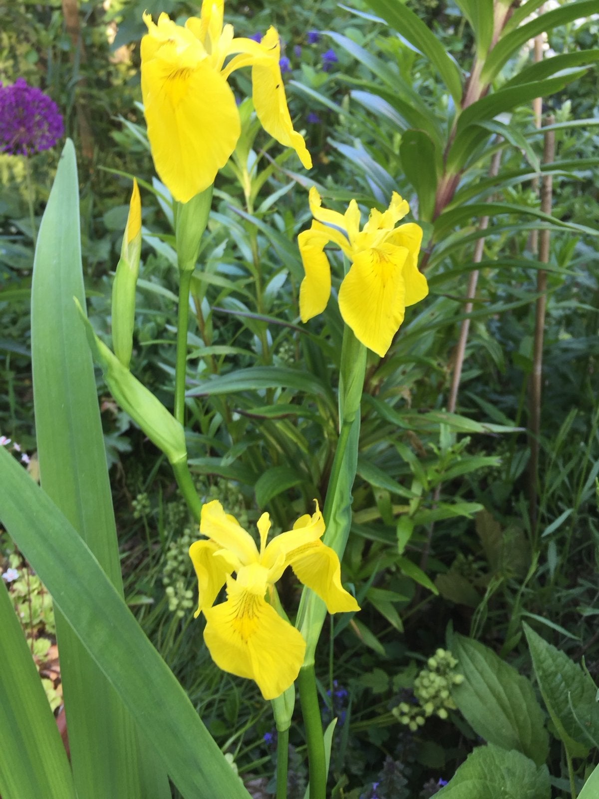 Gele lis - Waterplant voor vijver en vochtige grond, Tuin en Terras, Planten | Tuinplanten, Volle zon, Vaste plant, Ophalen of Verzenden