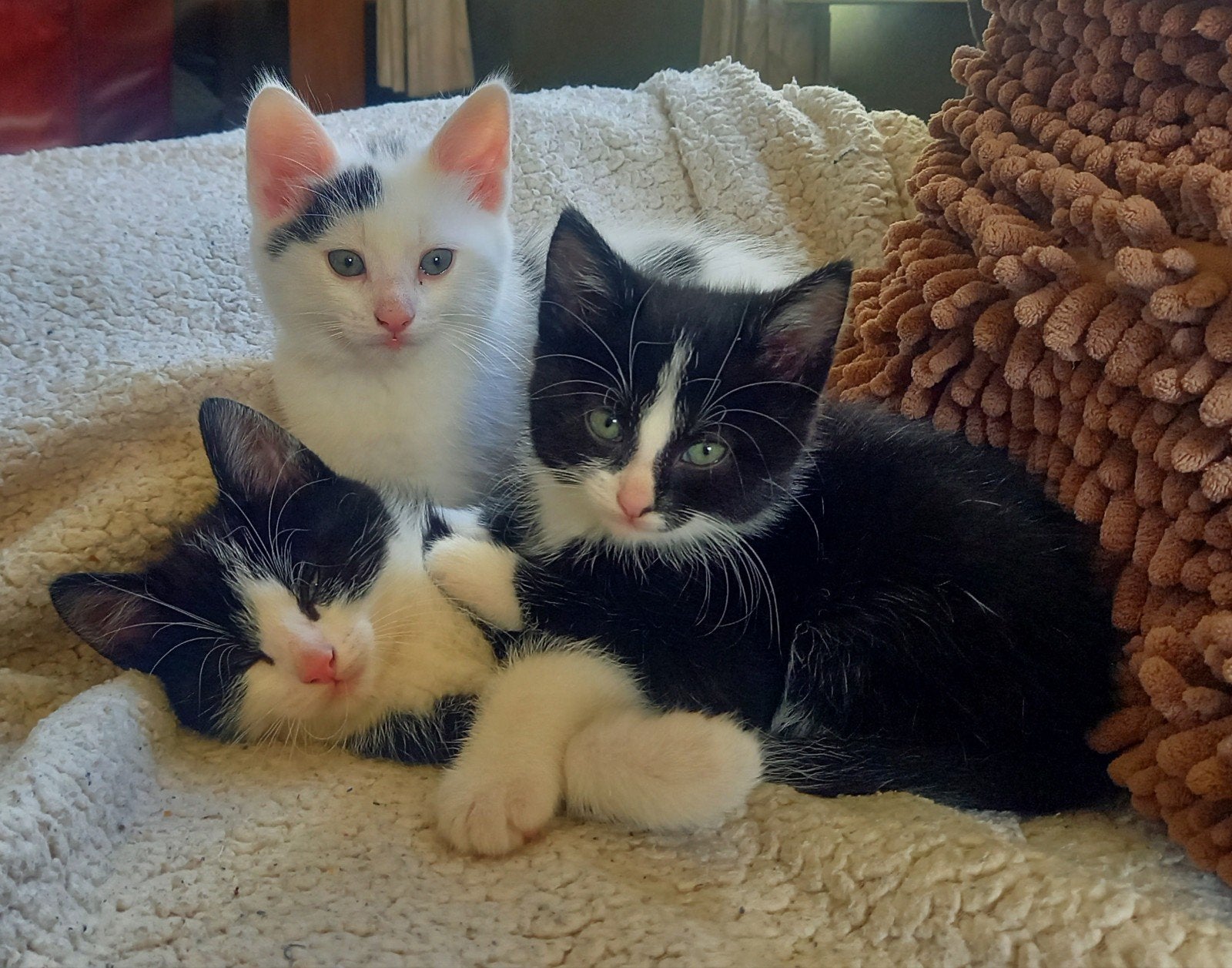 Superlieve kittens, Meerdere dieren