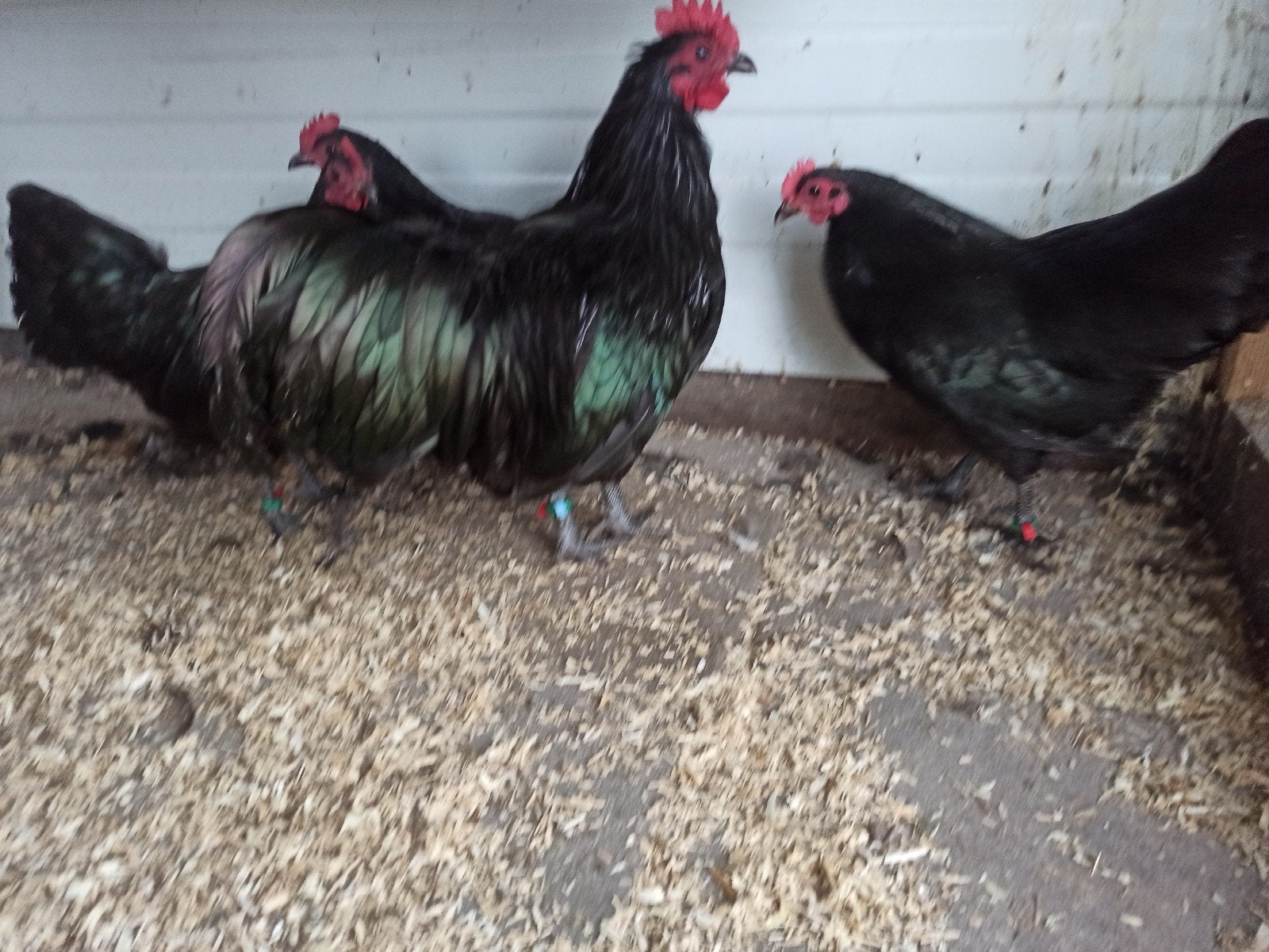 australorp kriel broedeieren, Dieren en Toebehoren, Pluimvee, Meerdere dieren, Kip