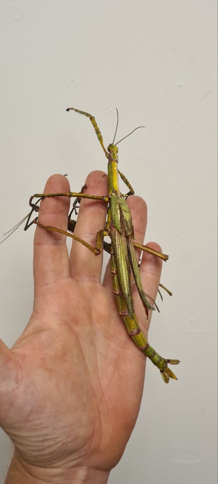 eitjes eurycnema goliath, Dieren en Toebehoren, Insecten en Spinnen, Wandelende tak
