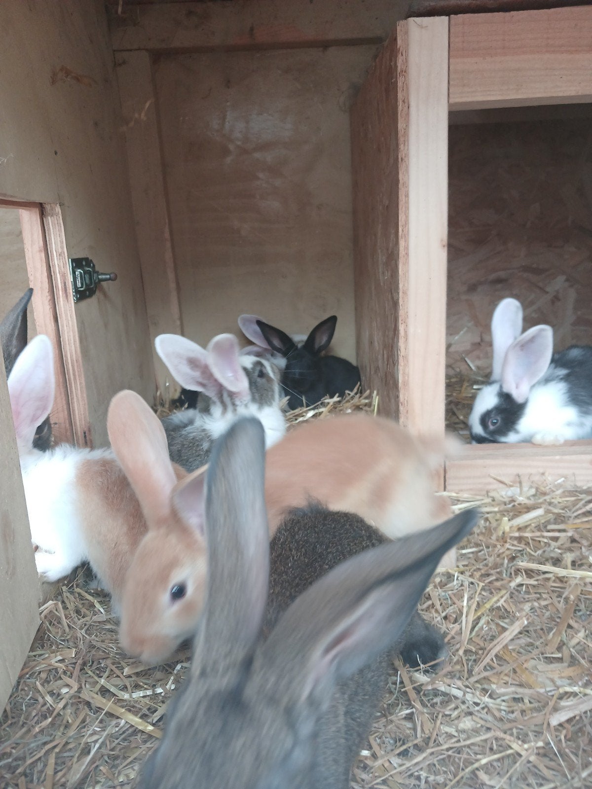 Jonge konijnen, Dieren en Toebehoren, Konijnen, Meerdere dieren, Groot