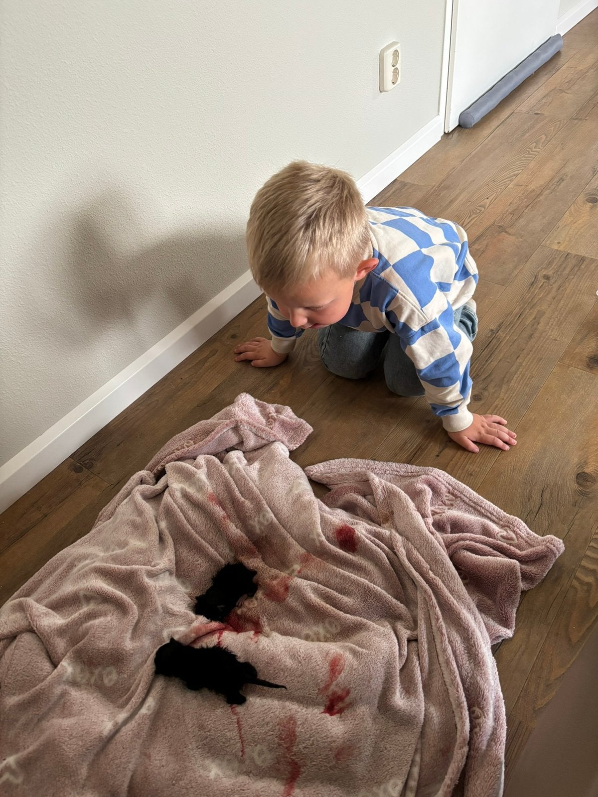 Kittens te koop, Dieren en Toebehoren, Katten en Kittens | Overige Katten, Poes, Kortharig, 0 tot 2 jaar