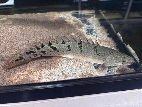 Kwastvinsnoek  Polypterus ornatipinnis delhezi, Dieren en Toebehoren, Vissen | Aquariumvissen, Vis