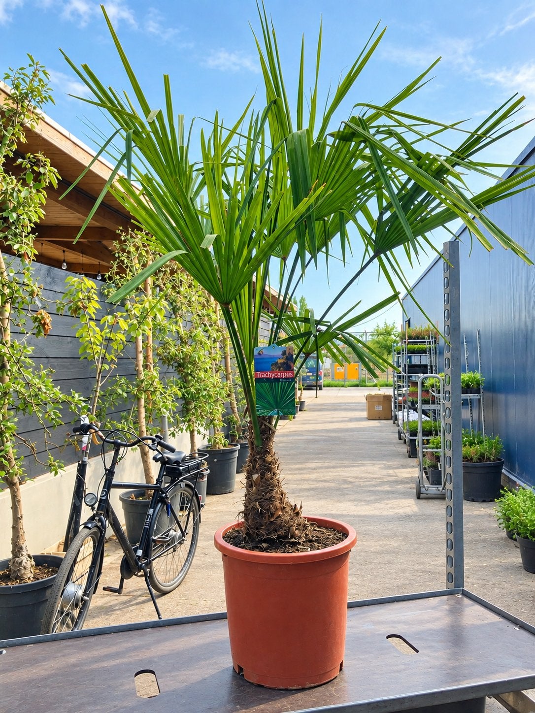 Trachycarpus fortunei palm - 140 cm hoog incl. pot, Ophalen of Verzenden