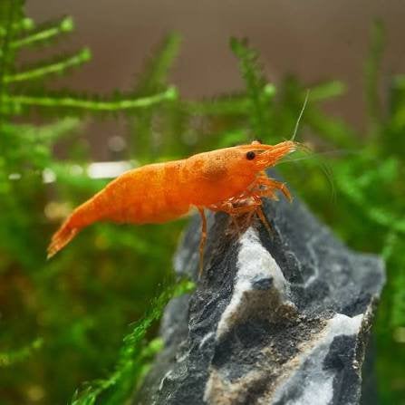 Prachtige Neocaridina Oranje Sakura garnalen, Dieren en Toebehoren, Kreeft, Krab of Garnaal