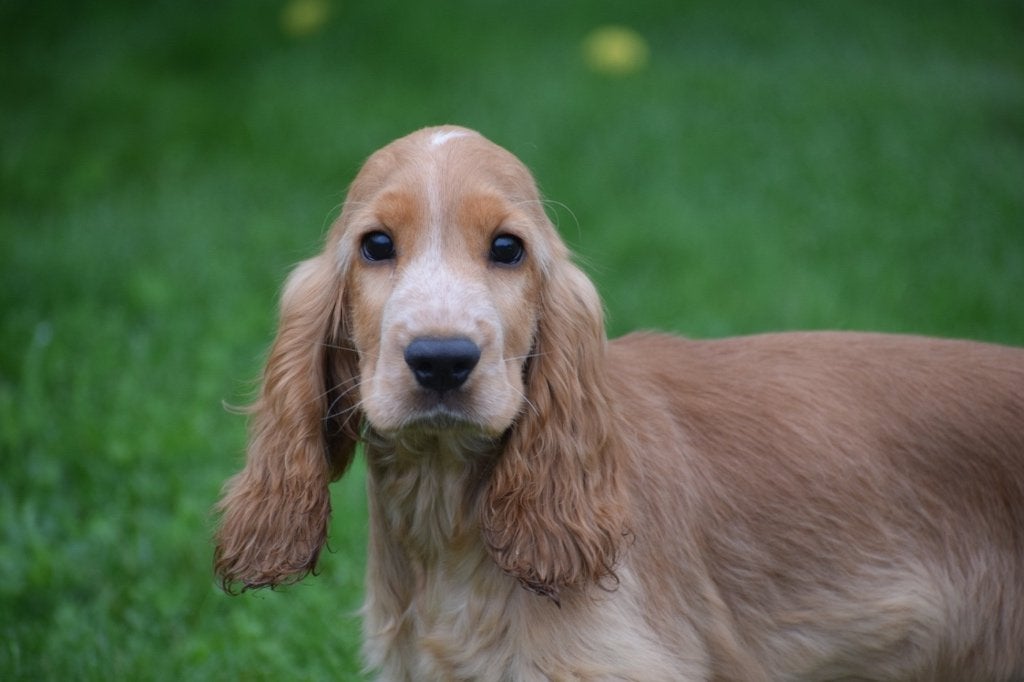 Engelse cocker spaniël pup, Dieren en Toebehoren, Honden | Retrievers, Spaniëls en Waterhonden, 15 weken tot 1 jaar, Buitenland