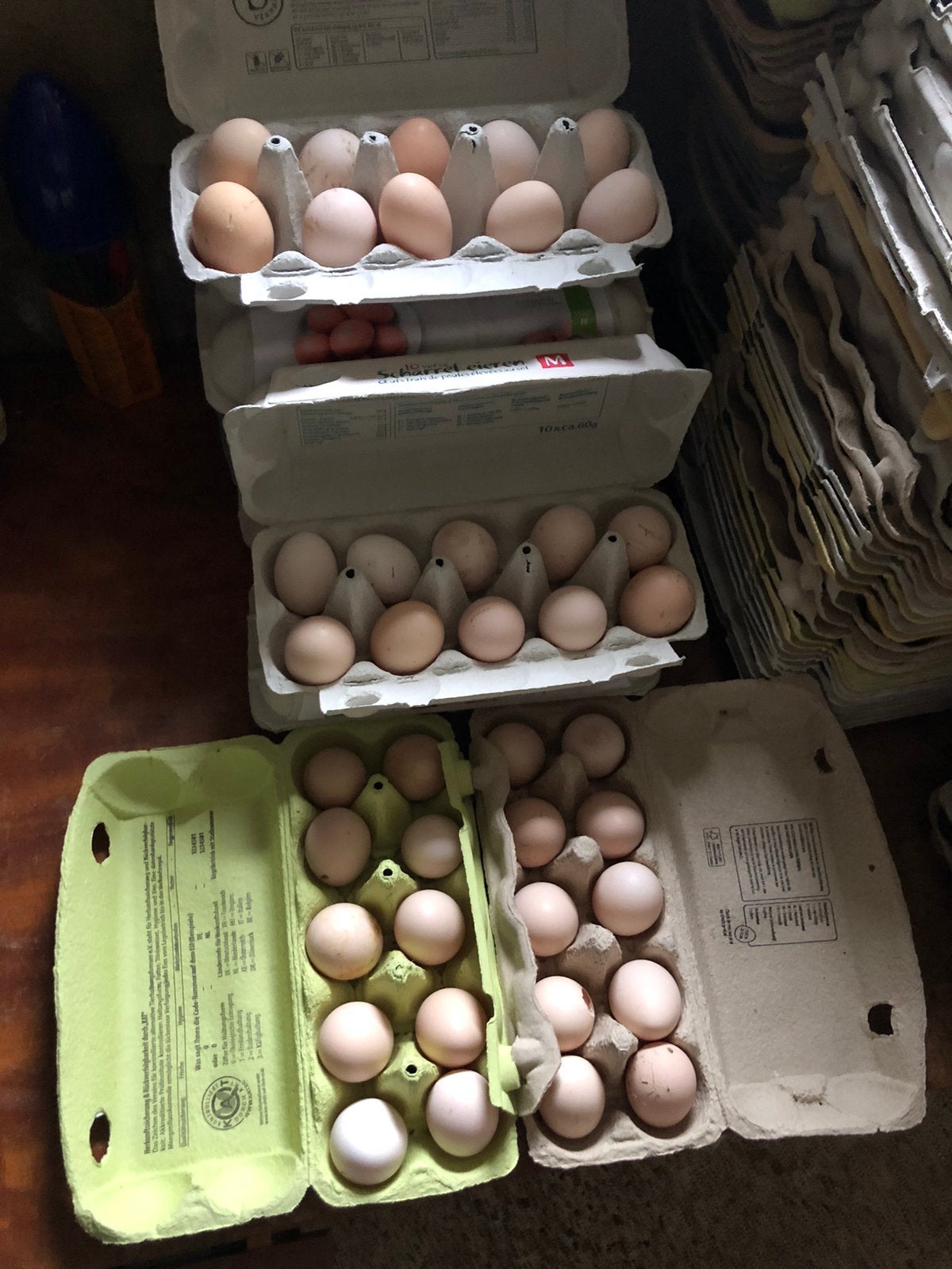 Broedeitjes van Wyandotte kriel mix., Dieren en Toebehoren, Pluimvee, Kip, Geslacht onbekend