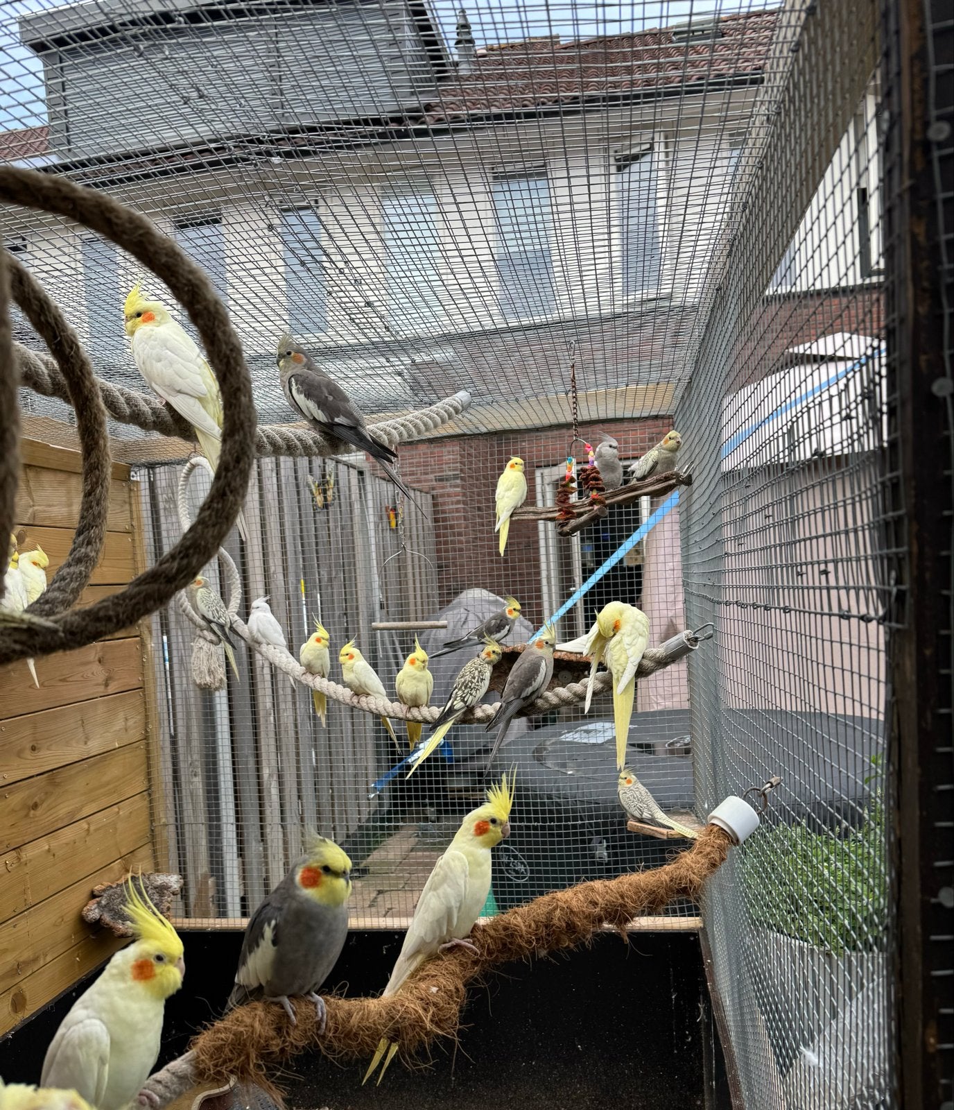 Jonge valkparkieten te koop, Dieren en Toebehoren, Meerdere dieren, Parkiet