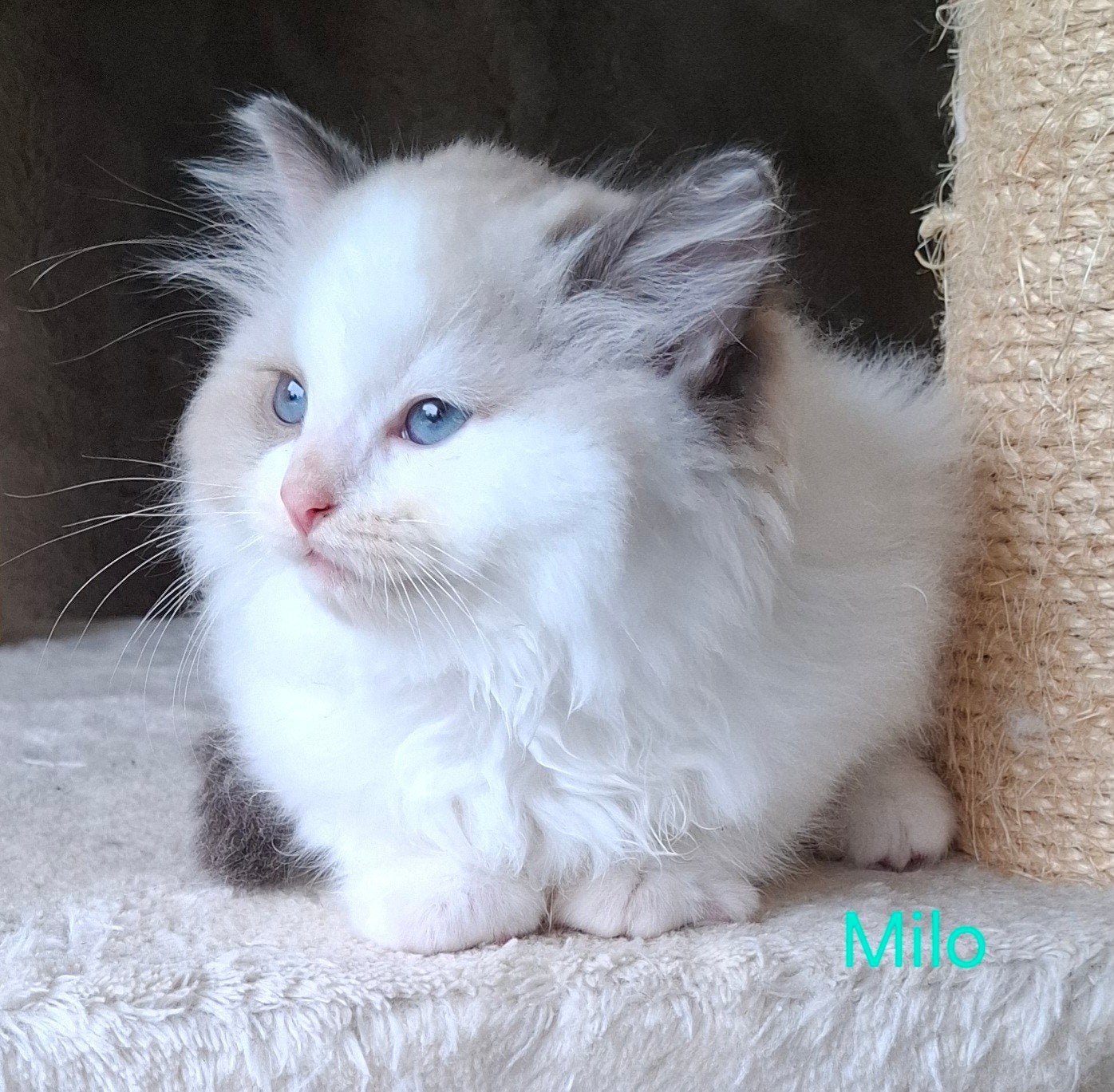 Lieve Ragdoll kittens, Kater, Gechipt, 0 tot 2 jaar