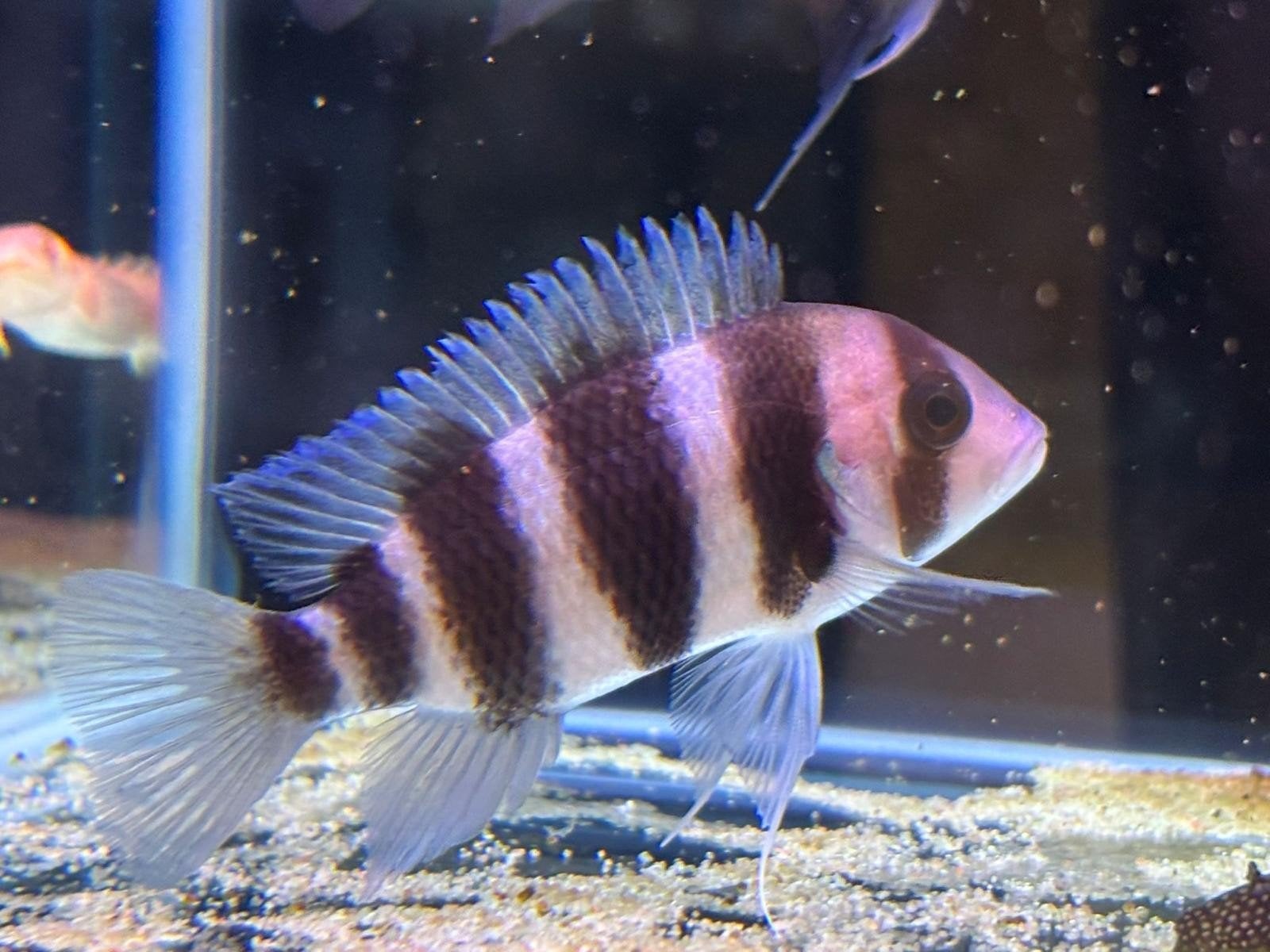 bultkop cichlide, Dieren en Toebehoren, Vis, Zoetwatervis, Schoolvis