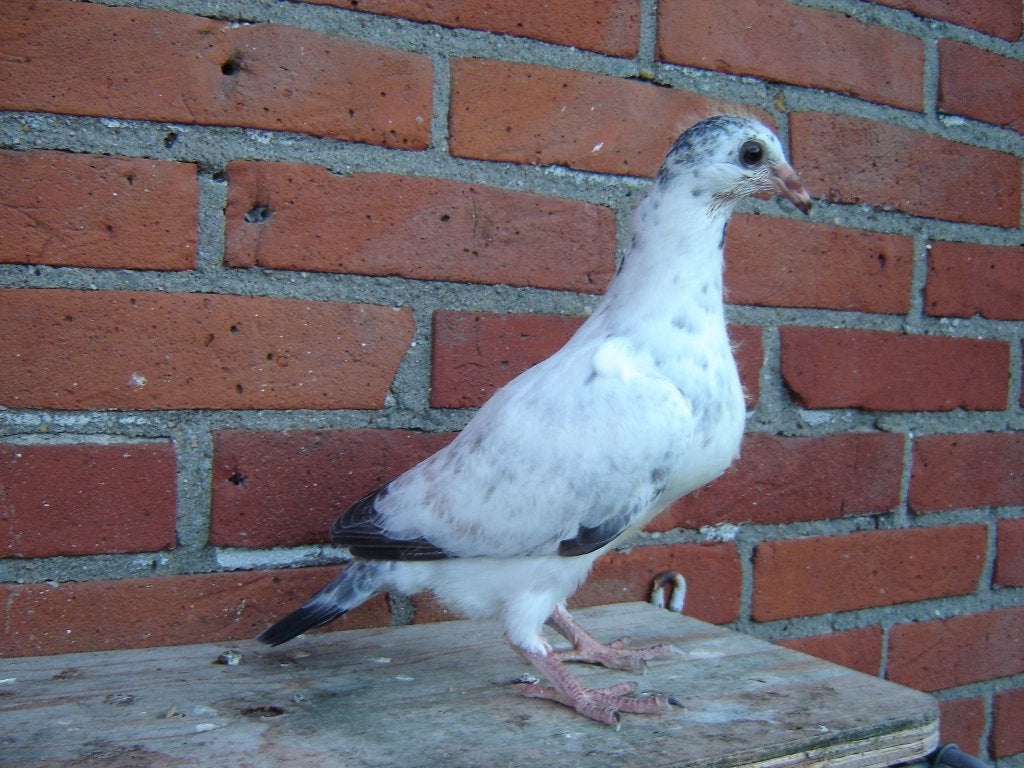 Kleur..duif '', Geslacht onbekend, Postduif