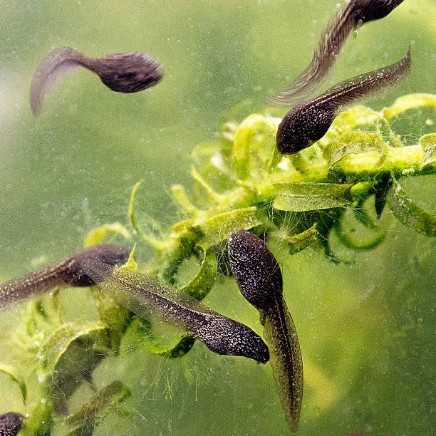 Wie wil van zn kikkerdrill of kikkervisjes af?, Dieren en Toebehoren, Vissen | Aquariumvissen, Vis