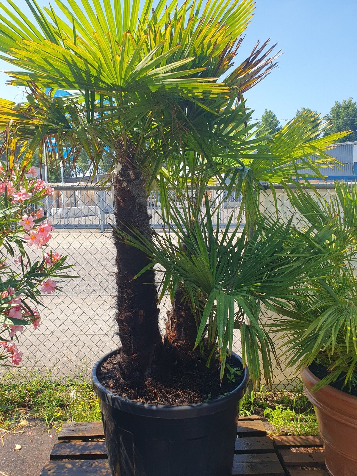Multistam palmboom, Tuin en Terras, Planten | Bomen, 100 tot 250 cm, Zomer, Palmboom, Ophalen